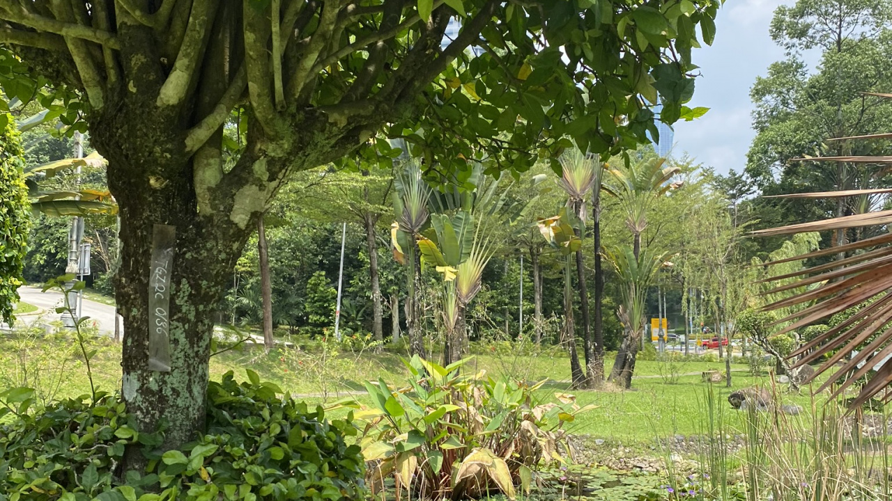 Обои растительность, Ботанический сад, лист, Флора, растение в разрешении 1280x720