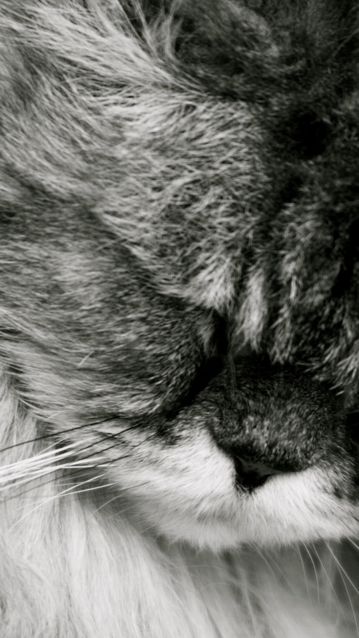 Обои персидская кошка, котенок, мех, нос, черный и белый в разрешении 720x1280