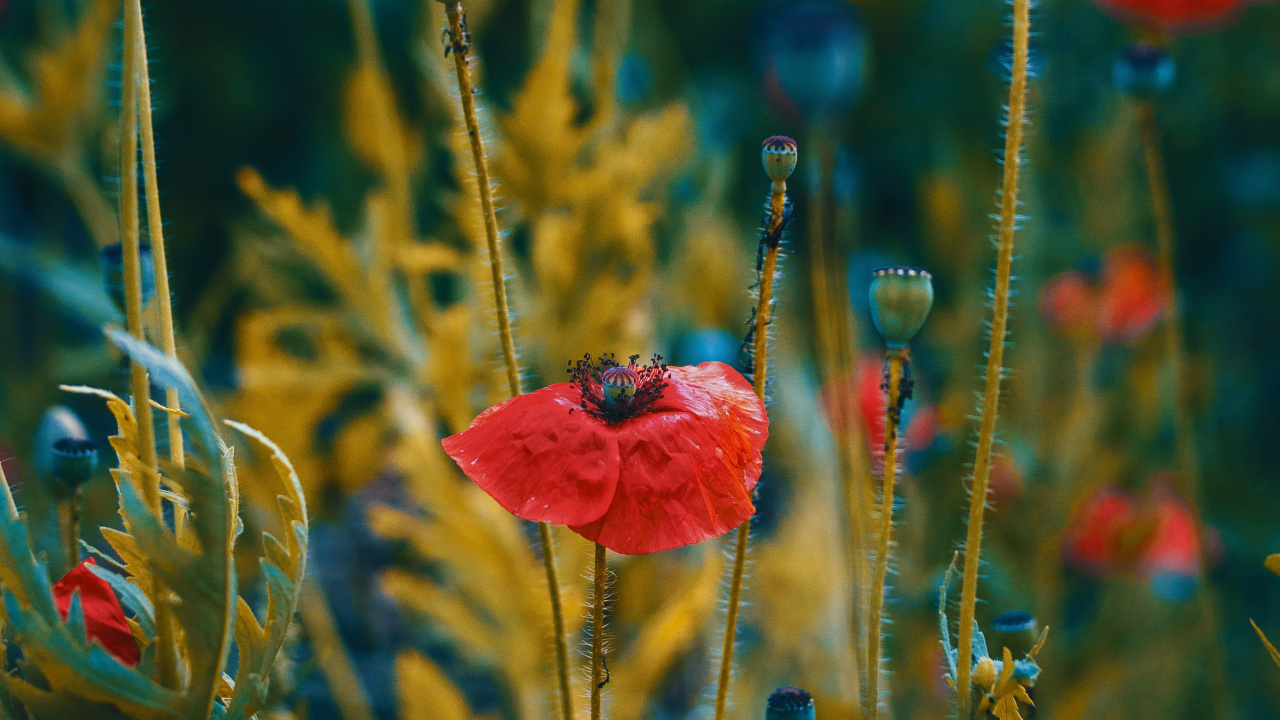 Обои цветок, красный цвет, коклико, растение, кукуруза мака в разрешении 1280x720