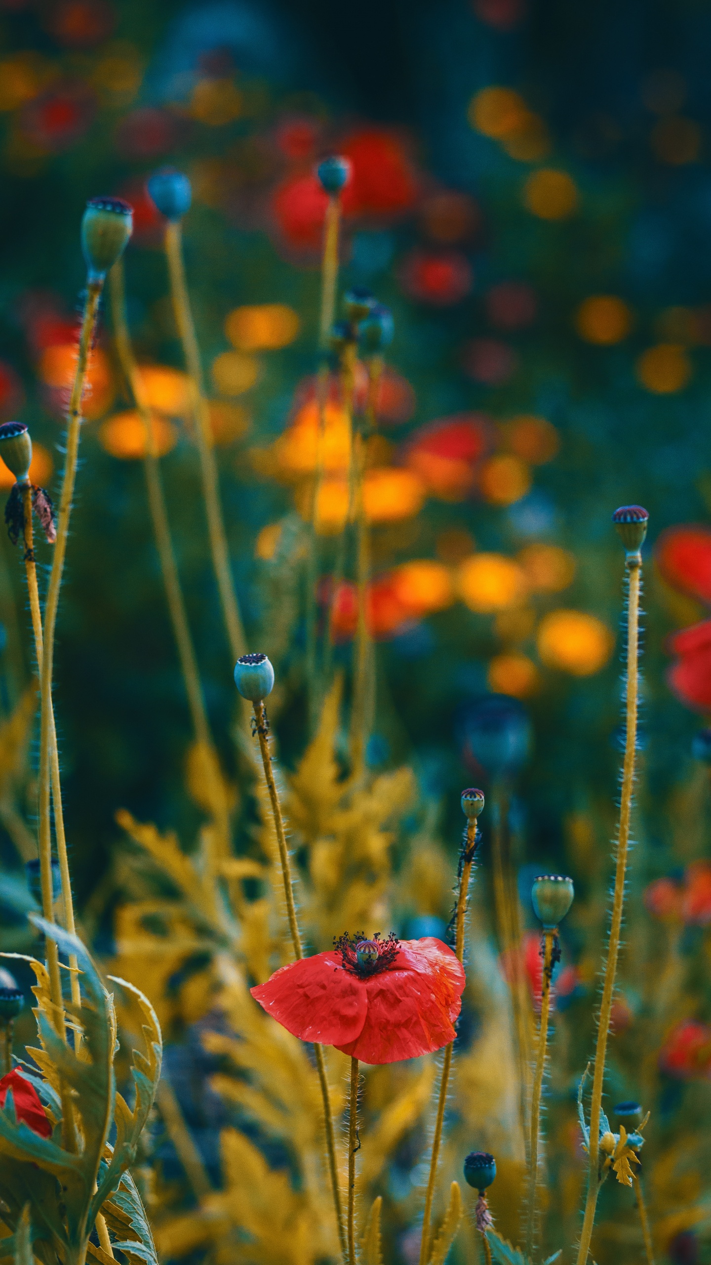 Обои цветок, красный цвет, коклико, растение, кукуруза мака в разрешении 1440x2560