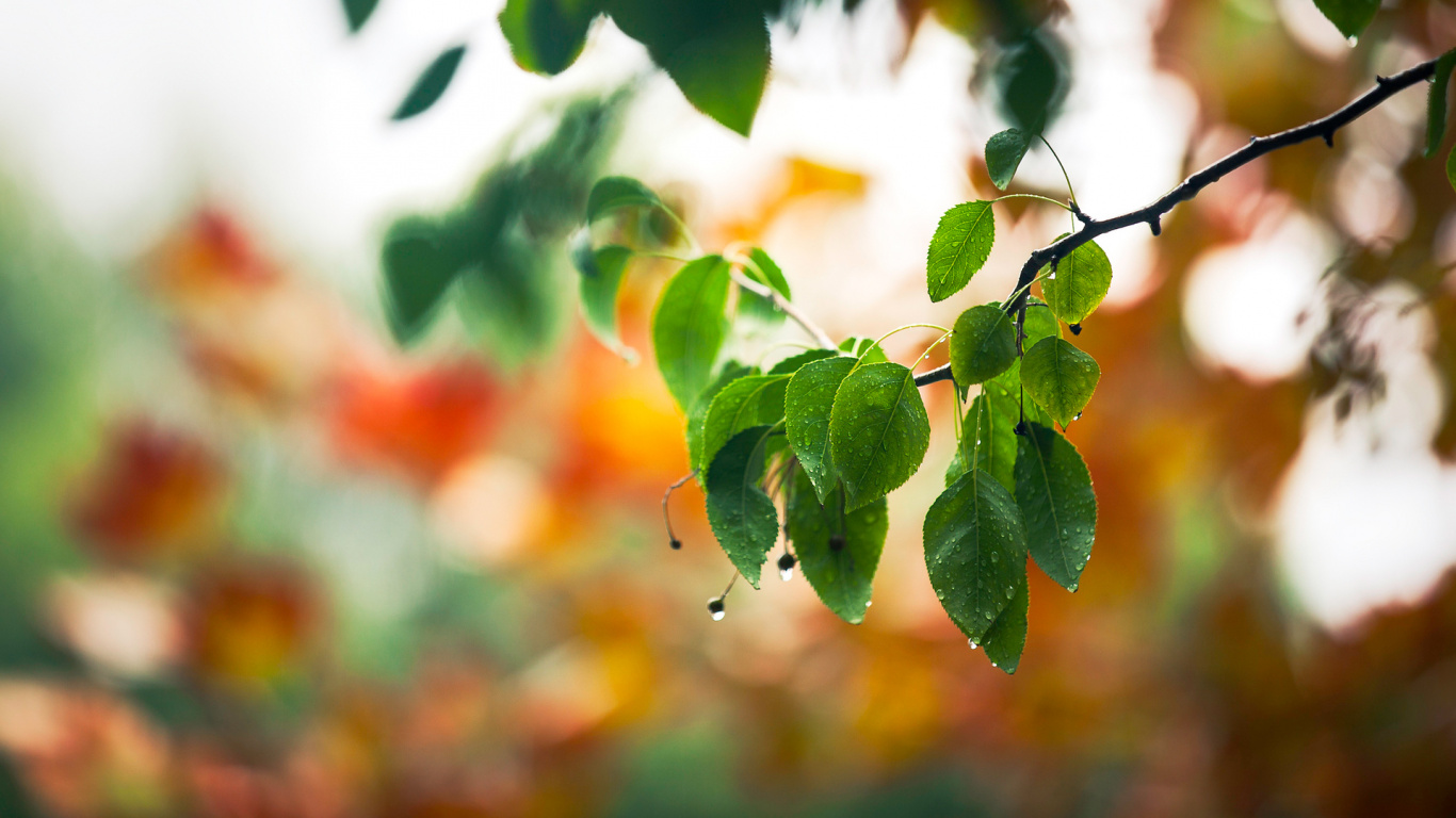 Обои лист, ветвь, дерево, весна, стебель растения в разрешении 1366x768