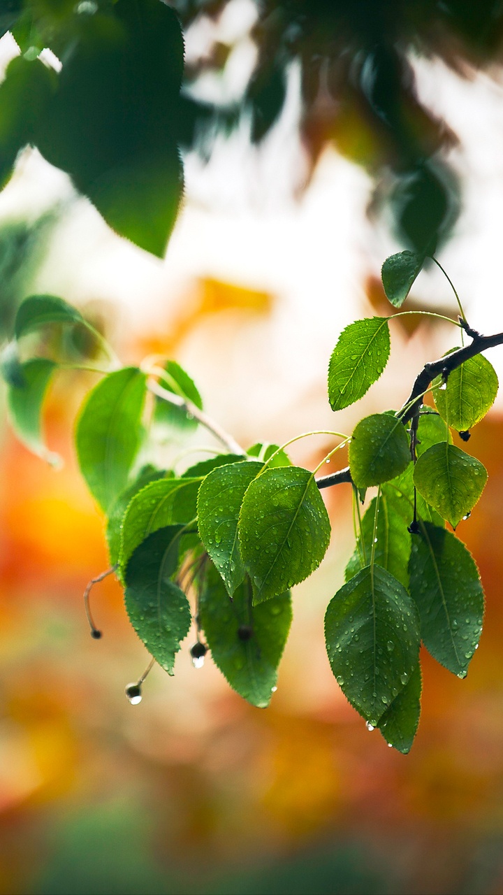 Обои лист, ветвь, дерево, весна, стебель растения в разрешении 720x1280