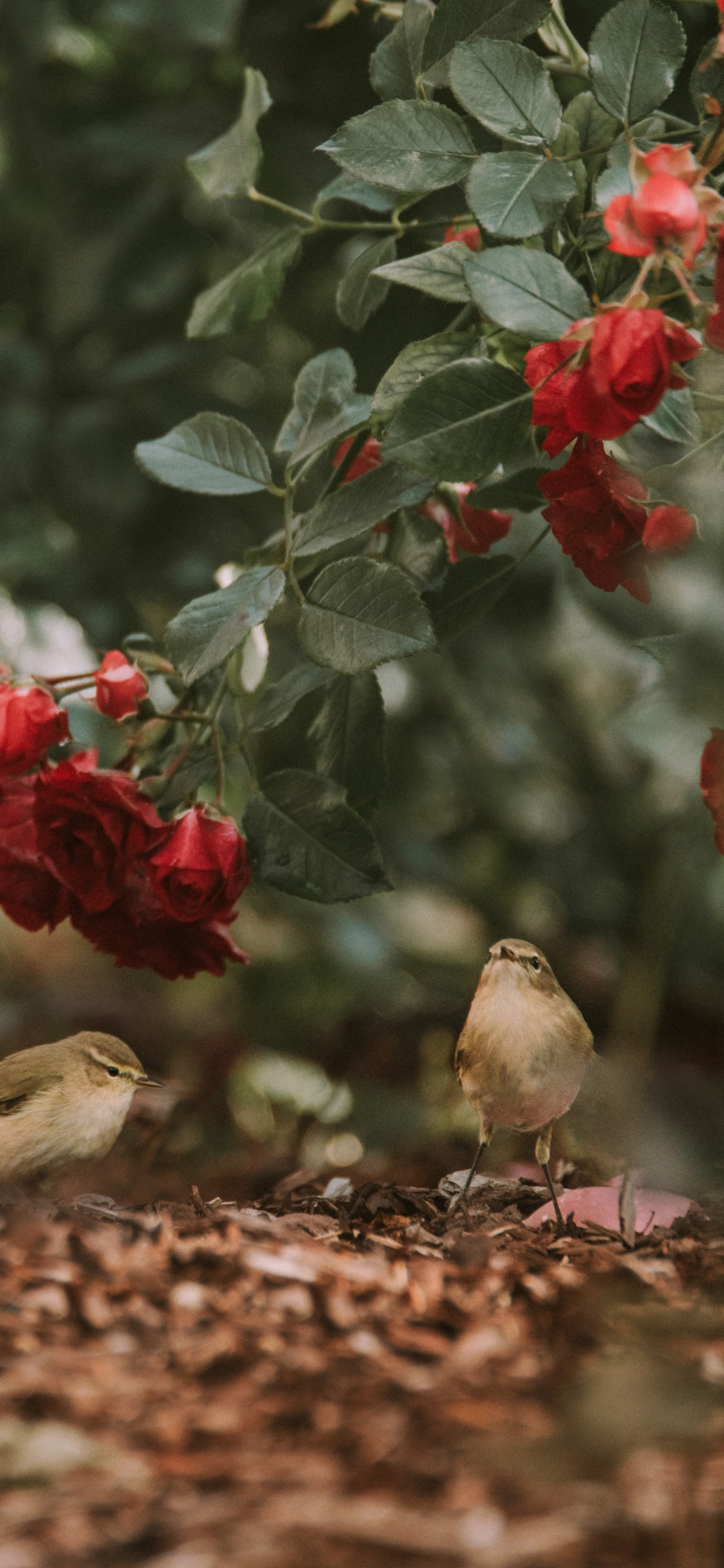 Обои цветок, красный цвет, растение, цветковое растение, ботаники в разрешении 1125x2436