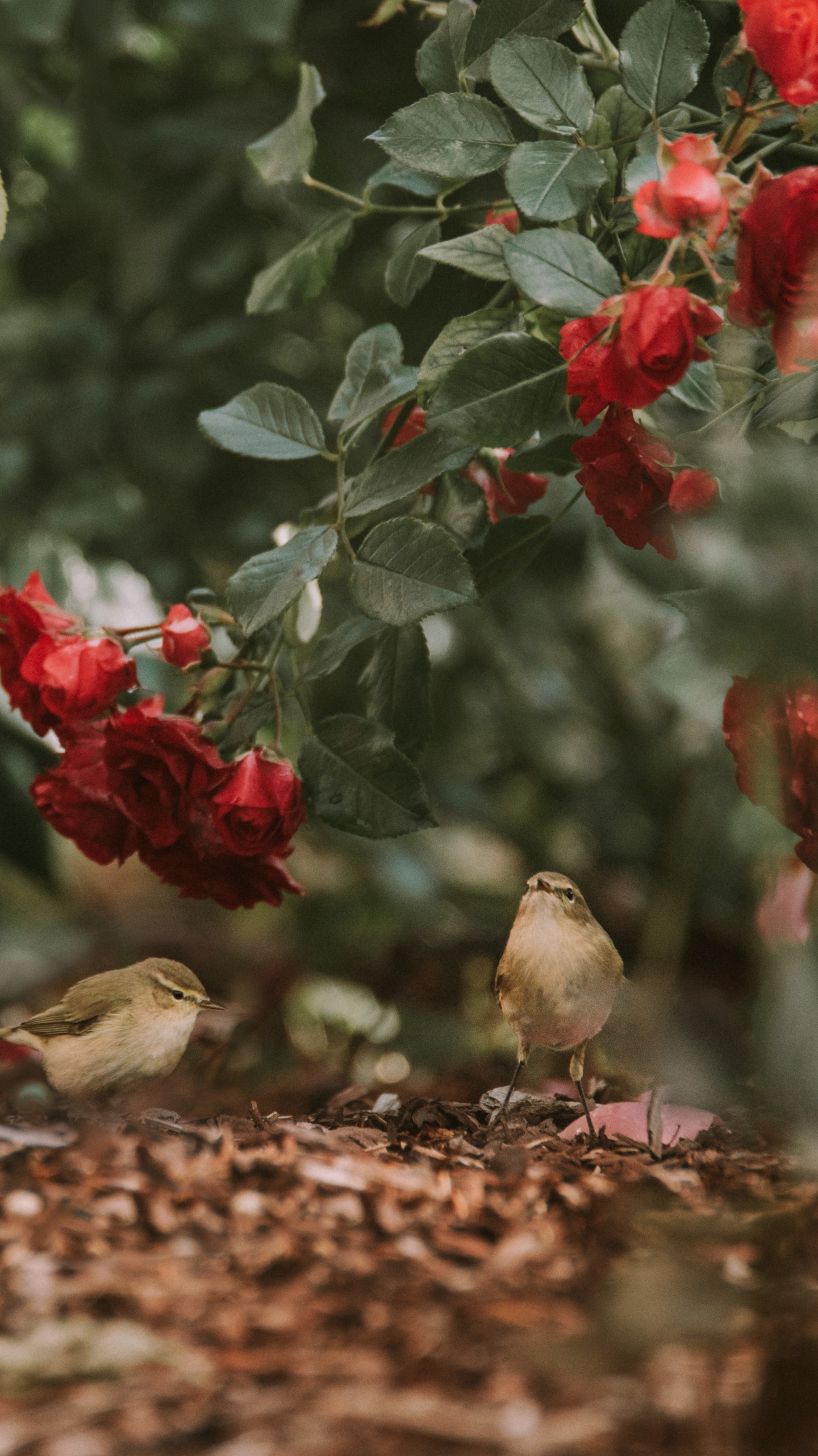 Обои цветок, красный цвет, растение, цветковое растение, ботаники в разрешении 1440x2560