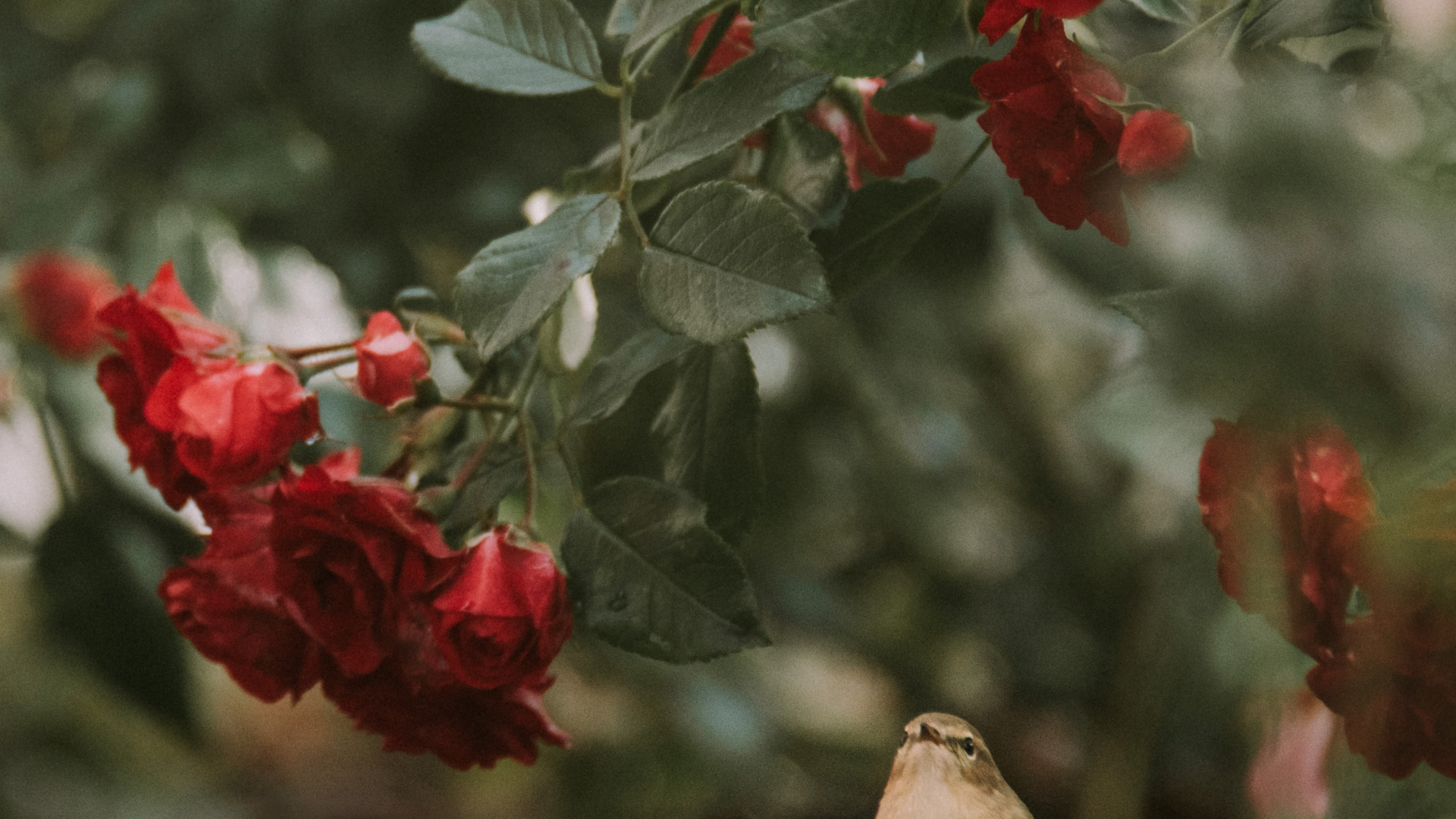 Обои цветок, красный цвет, растение, цветковое растение, ботаники в разрешении 1920x1080