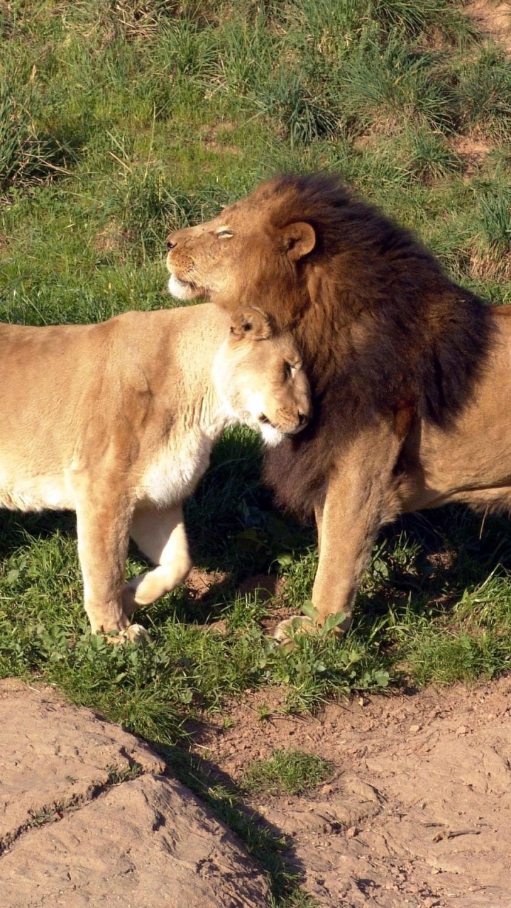 Обои живая природа, наземные животные, масаи Лев, дварка, бхудж в разрешении 720x1280