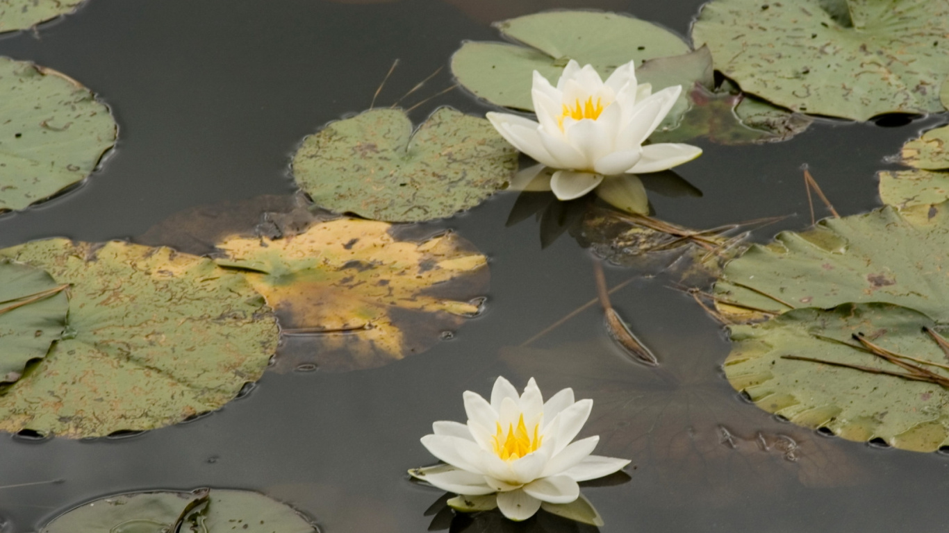 Обои водное растение, лепесток, лилиум, весна, кувшинка в разрешении 1366x768