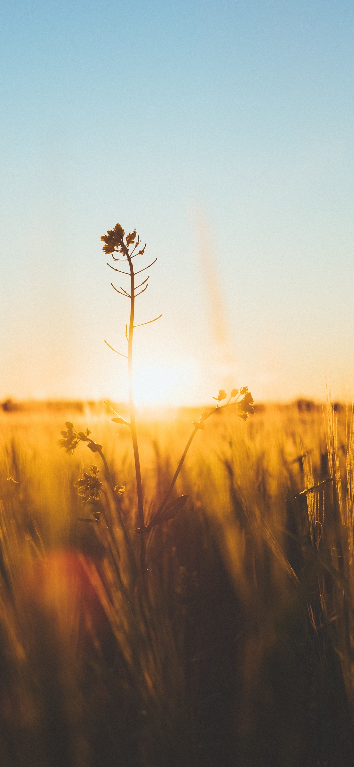 Обои природа, горизонт, утро, желтый, солнечный свет в разрешении 1242x2688