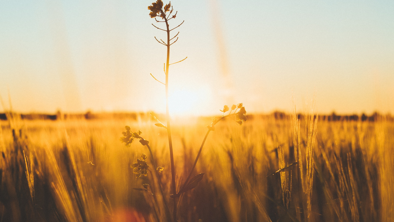 Обои природа, горизонт, утро, желтый, солнечный свет в разрешении 1366x768