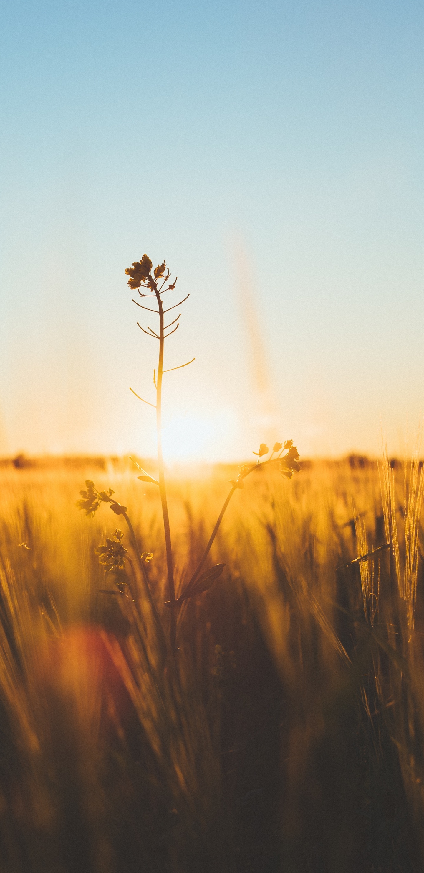 Обои природа, горизонт, утро, желтый, солнечный свет в разрешении 1440x2960