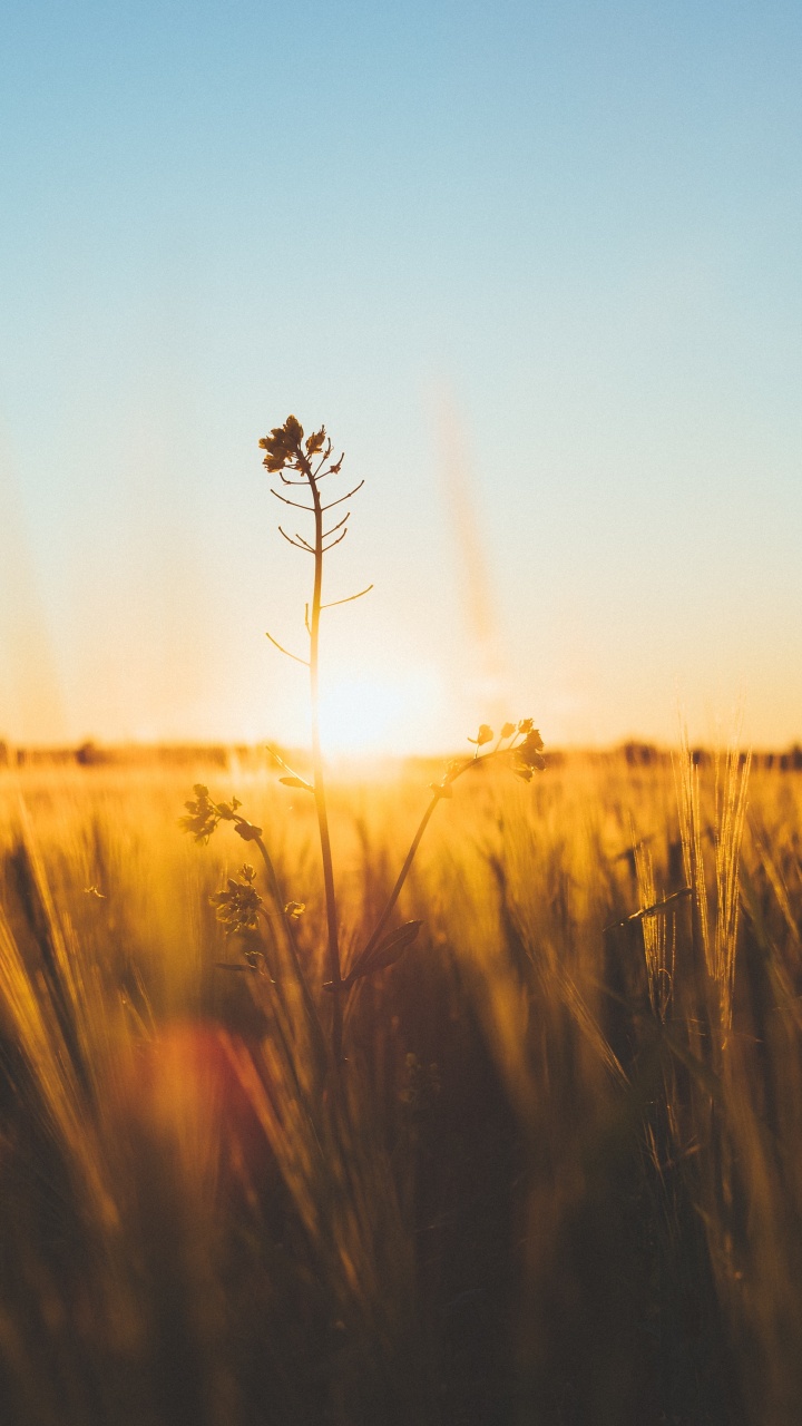 Обои природа, горизонт, утро, желтый, солнечный свет в разрешении 720x1280