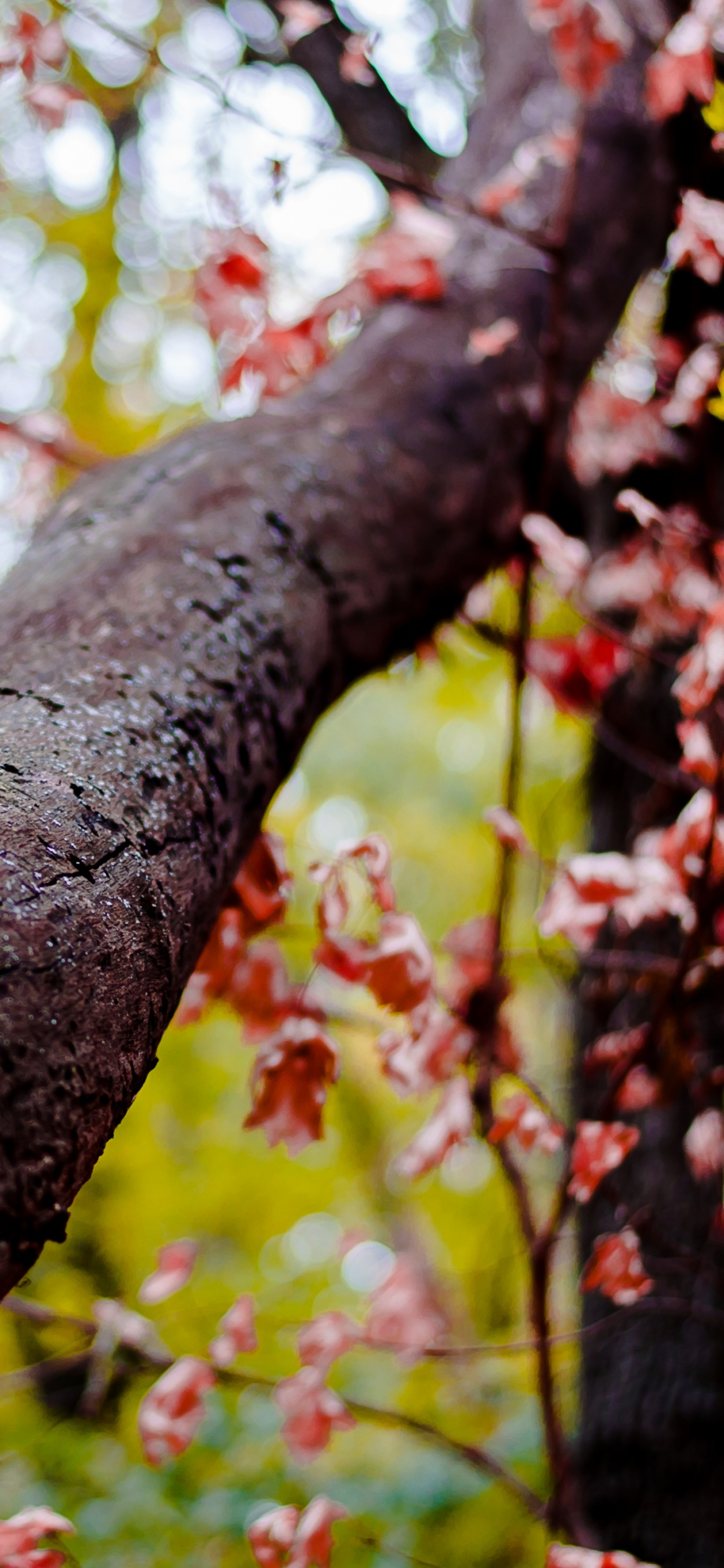 Обои природа, дерево, древесные растения, ветвь, лист в разрешении 1125x2436