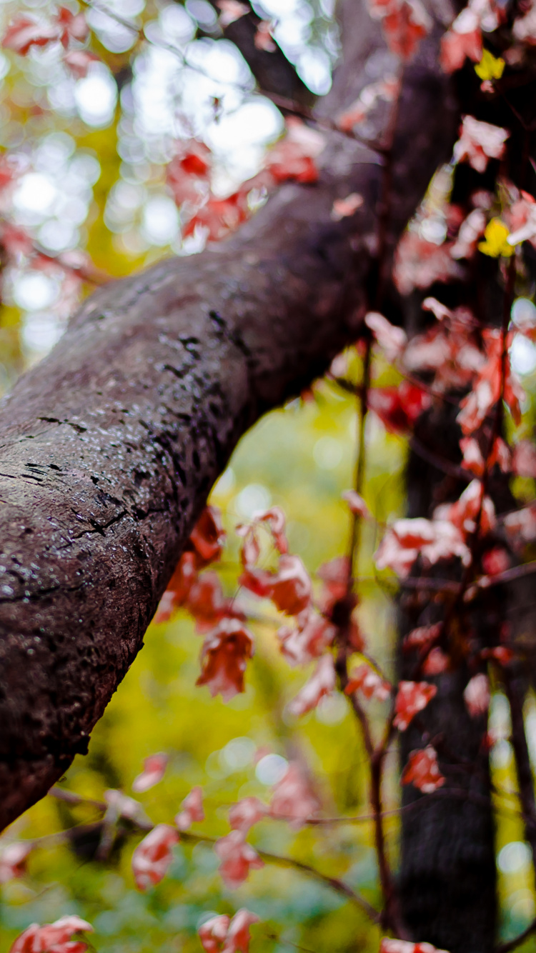 Обои природа, дерево, древесные растения, ветвь, лист в разрешении 750x1334