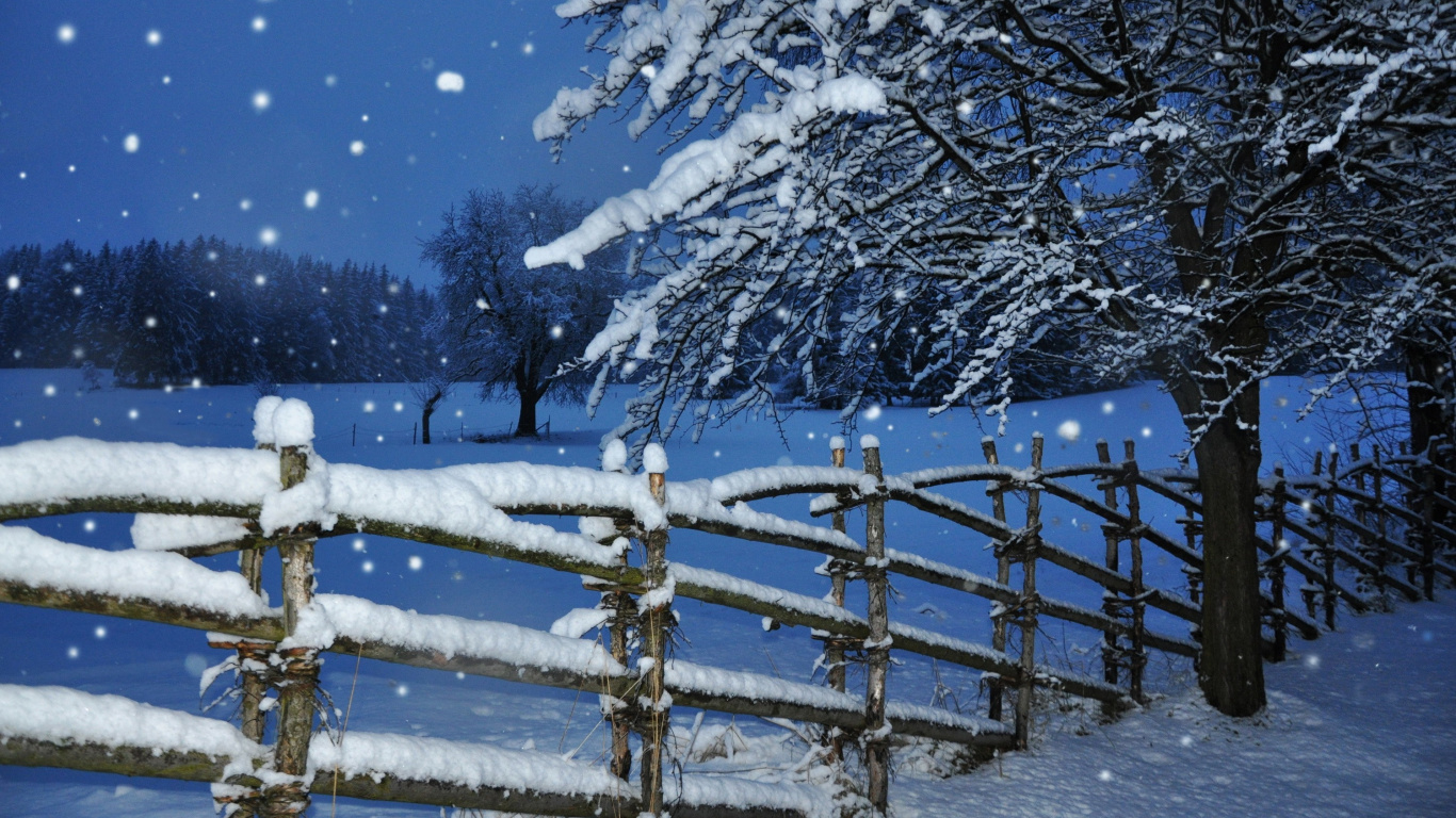 Обои снег, зима, дерево, замораживание, мороз в разрешении 1366x768