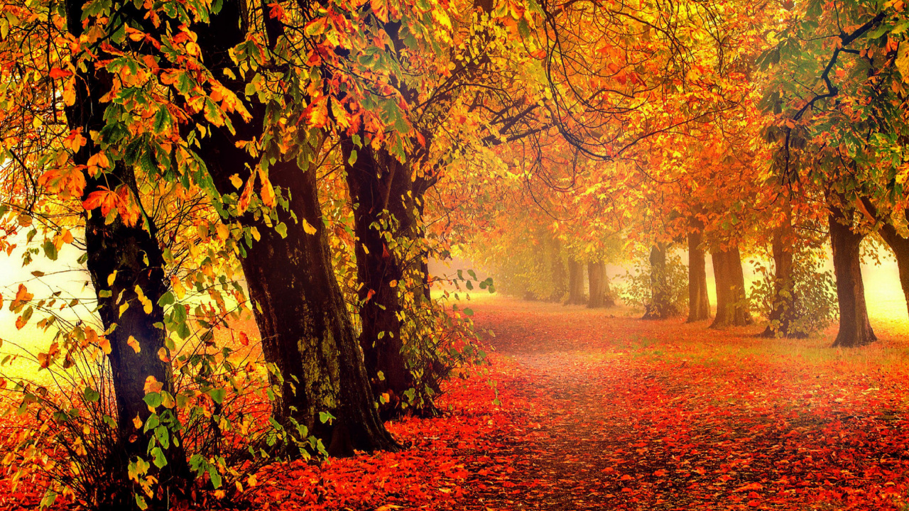 Обои осень, природа, лист, листопадные, лесистая местность в разрешении 1280x720