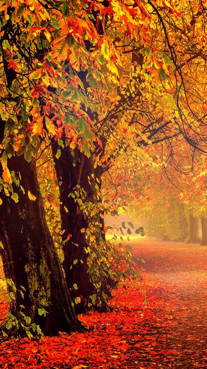 Обои осень, природа, лист, листопадные, лесистая местность в разрешении 720x1280