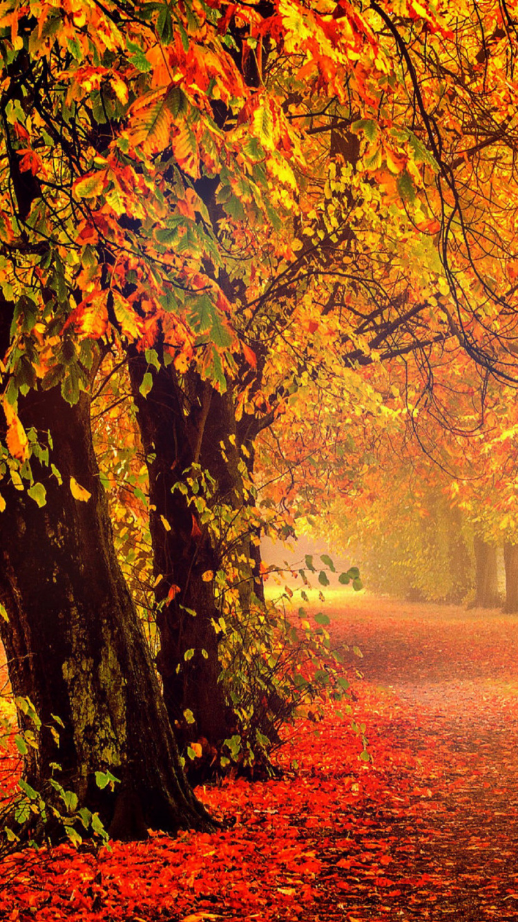 Обои осень, природа, лист, листопадные, лесистая местность в разрешении 750x1334