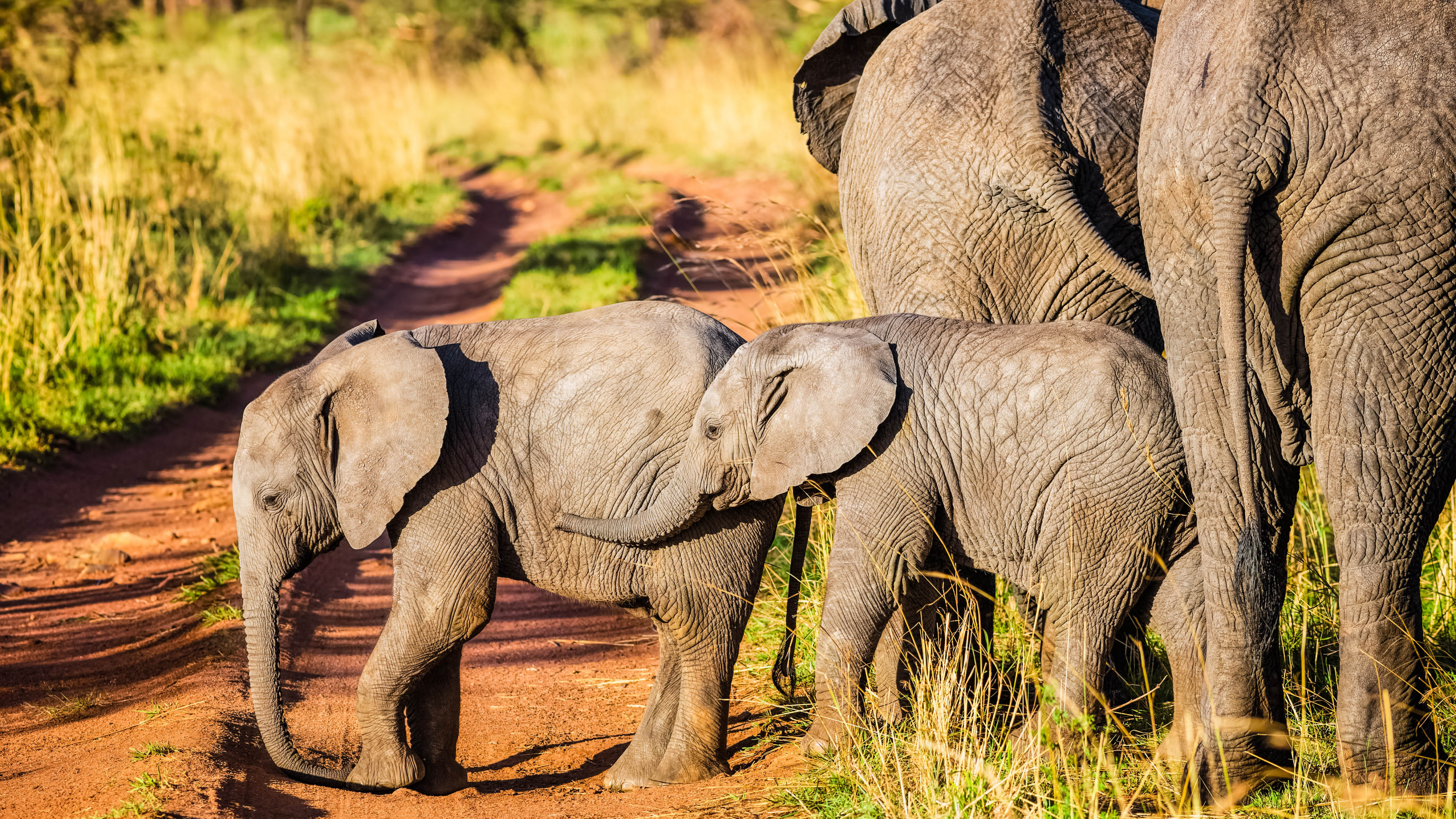 Обои африканский слон Буша, Африканский лесной слон, Слон, Лев, живая природа в разрешении 3840x2160