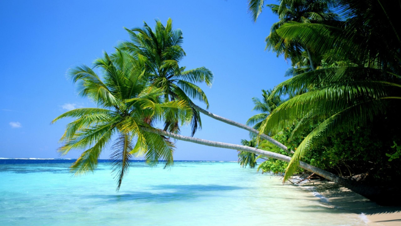 Обои пляж, тропическая зона, дерево, растительность, Карибский бассейн в разрешении 1280x720