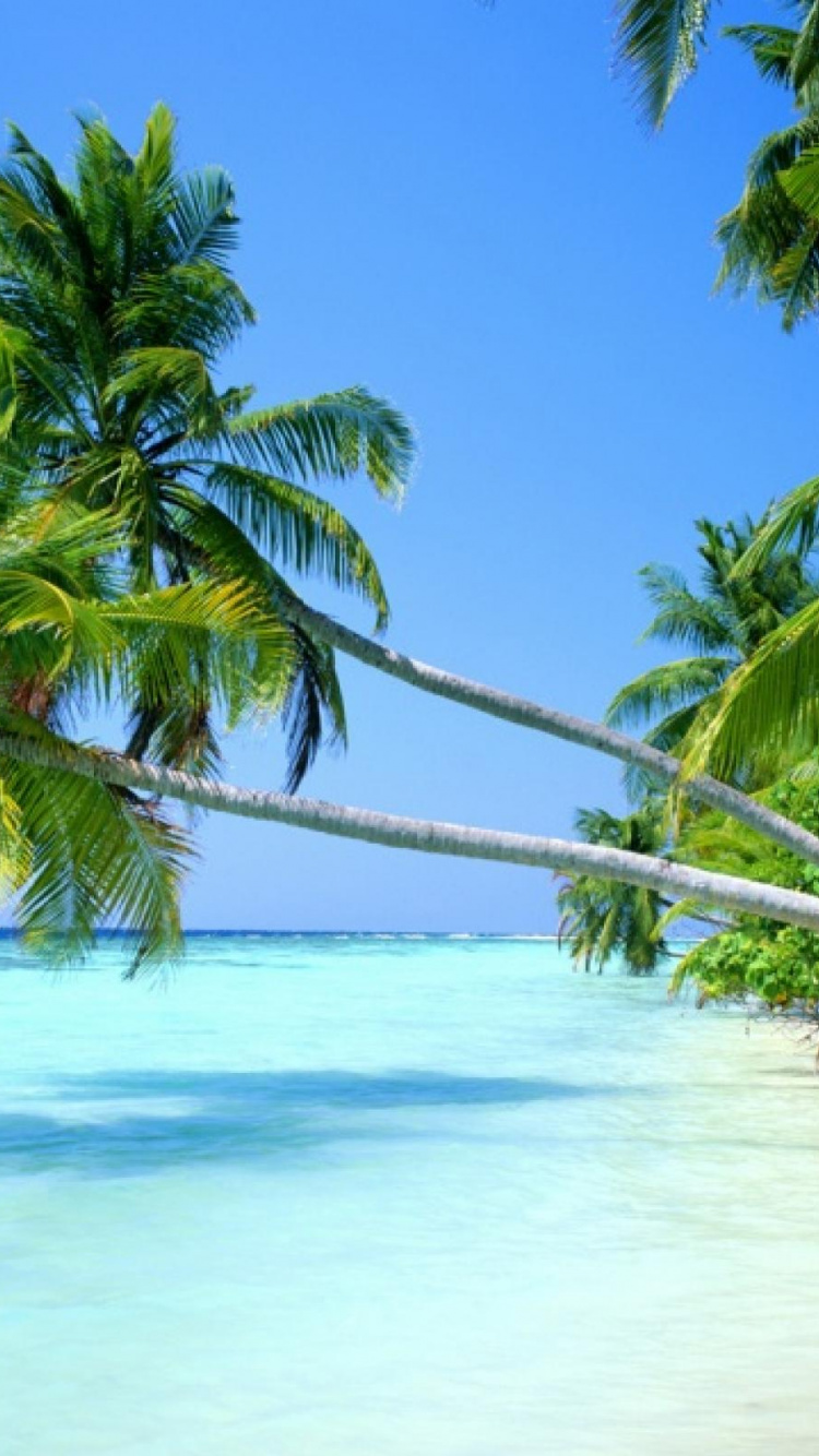 Обои пляж, тропическая зона, дерево, растительность, Карибский бассейн в разрешении 750x1334