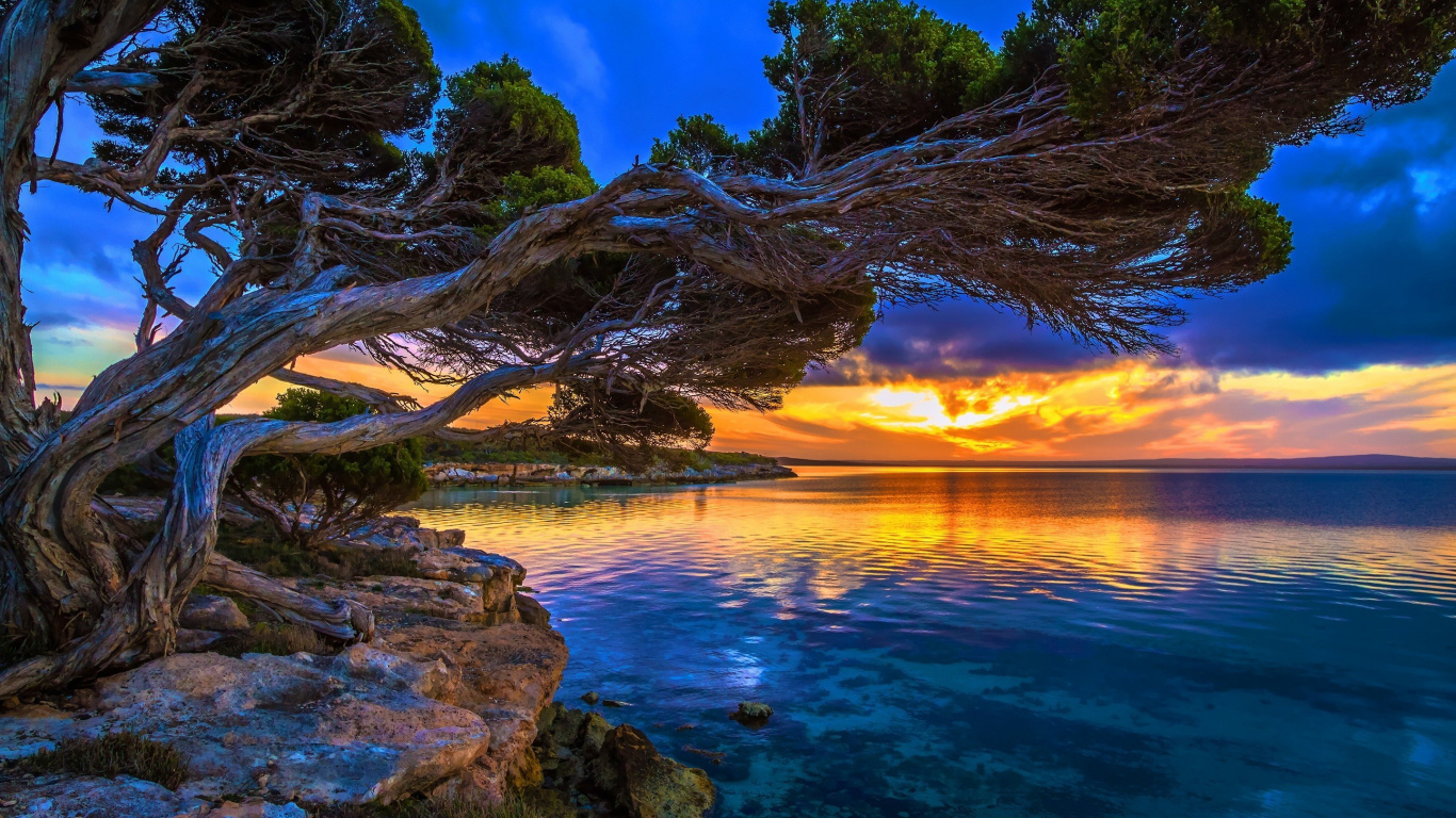 Обои природа, вода, дерево, море, побережье в разрешении 1366x768