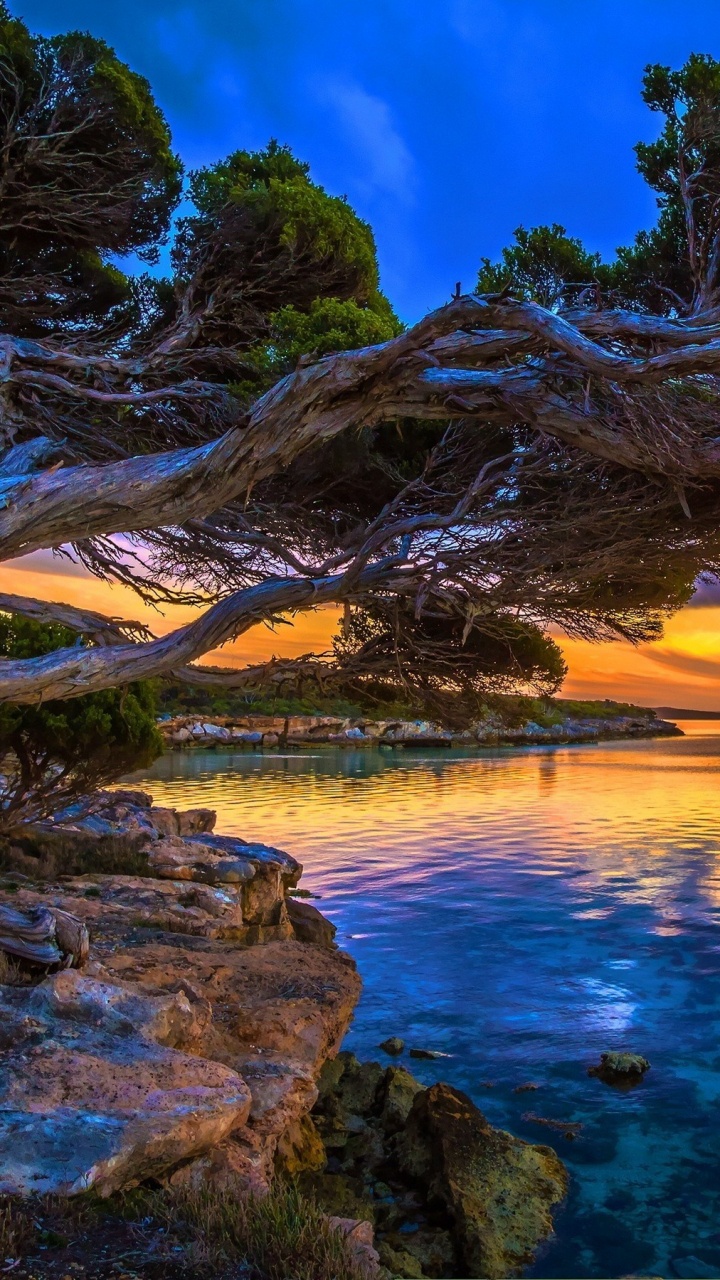 Обои природа, вода, дерево, море, побережье в разрешении 720x1280