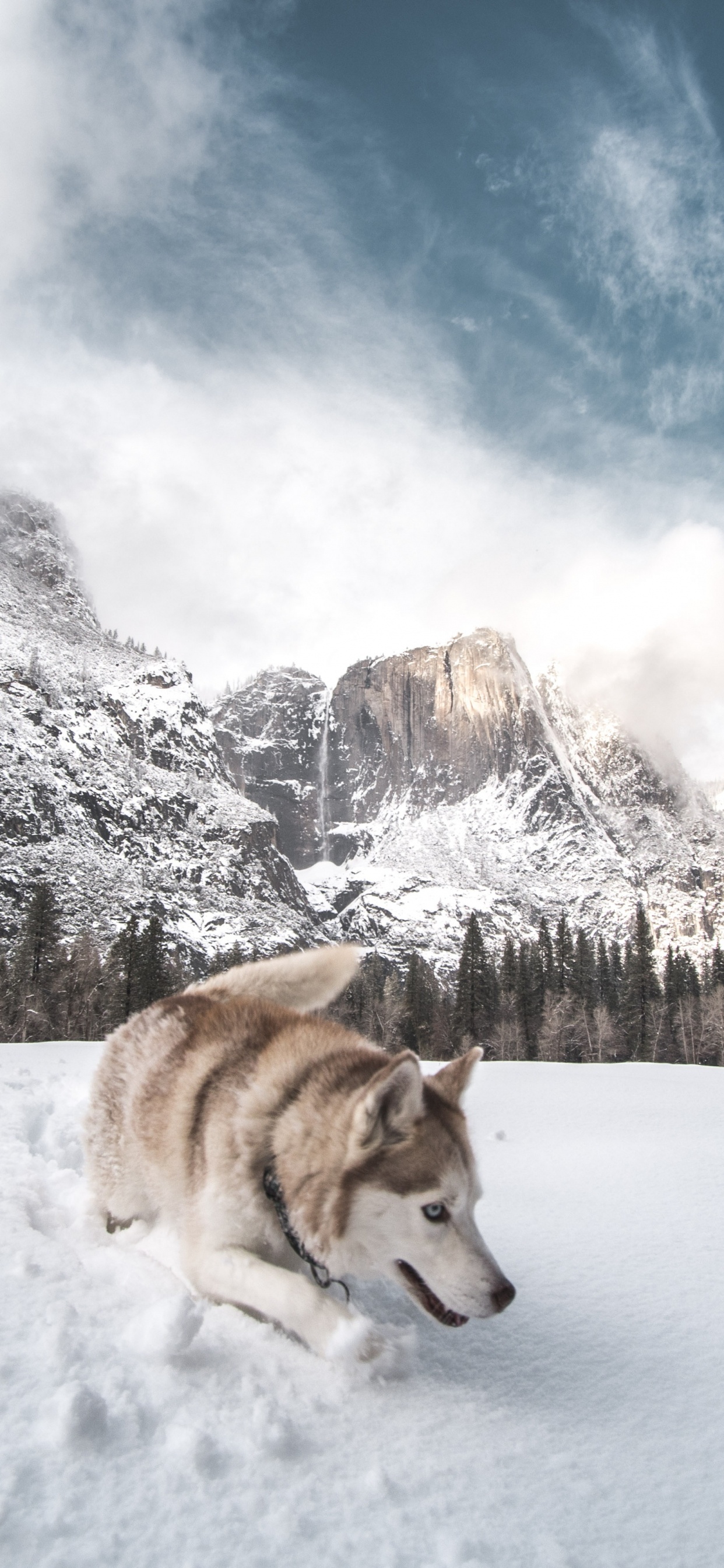 Обои Себирская Хаски, хаски, снег, собака породы, Псовые в разрешении 1242x2688