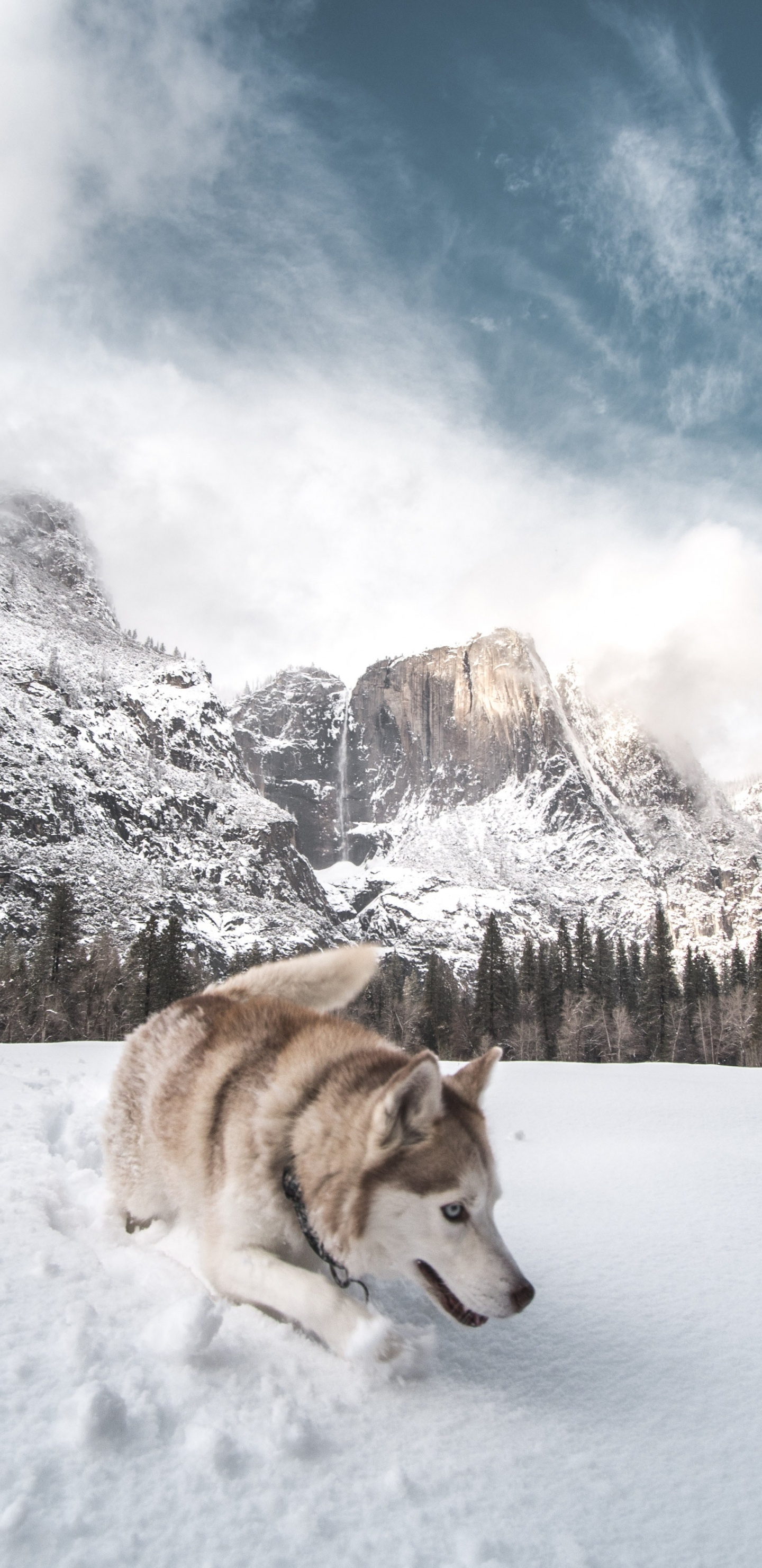 Обои Себирская Хаски, хаски, снег, собака породы, Псовые в разрешении 1440x2960