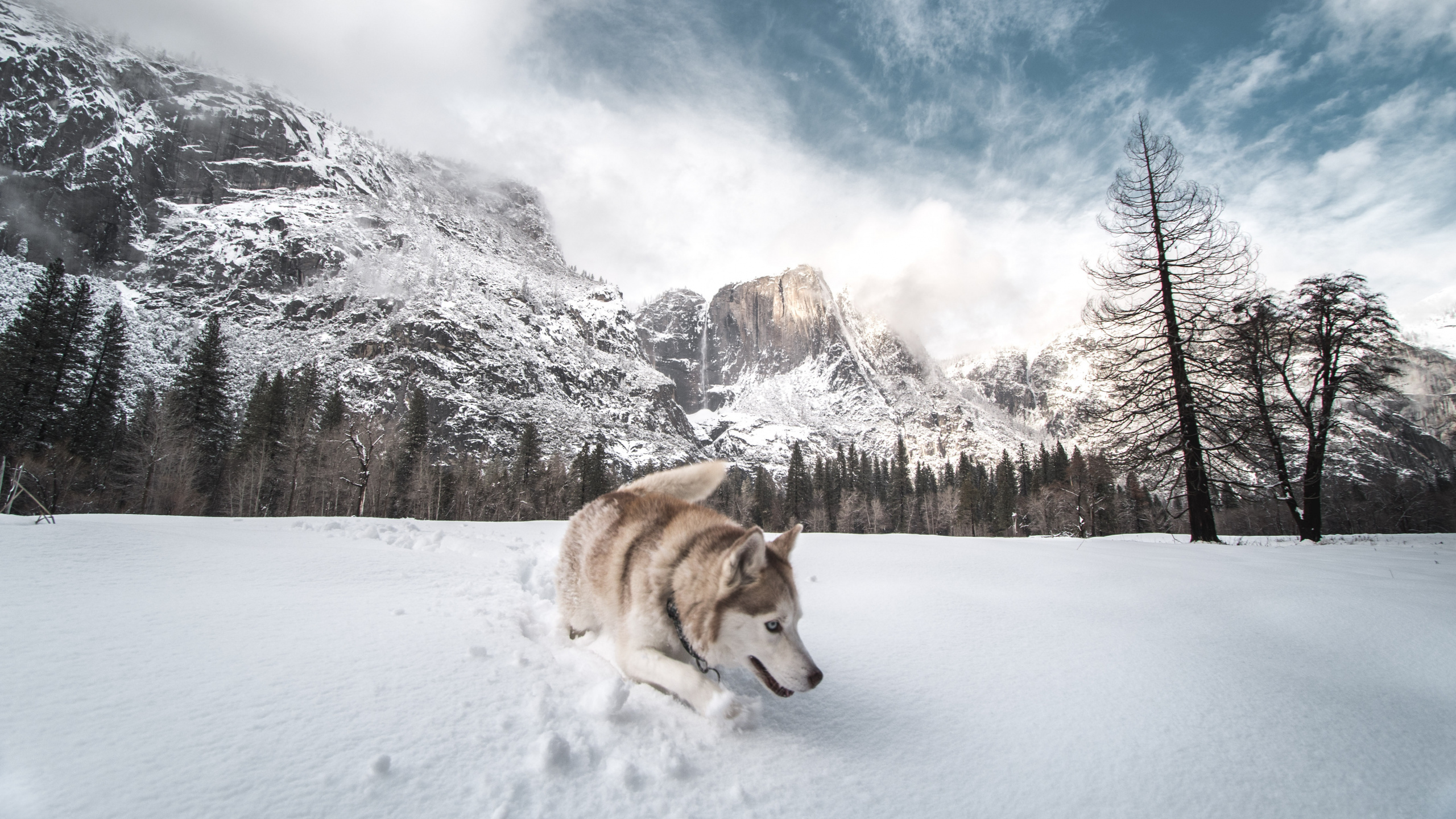 Обои Себирская Хаски, хаски, снег, собака породы, Псовые в разрешении 2560x1440
