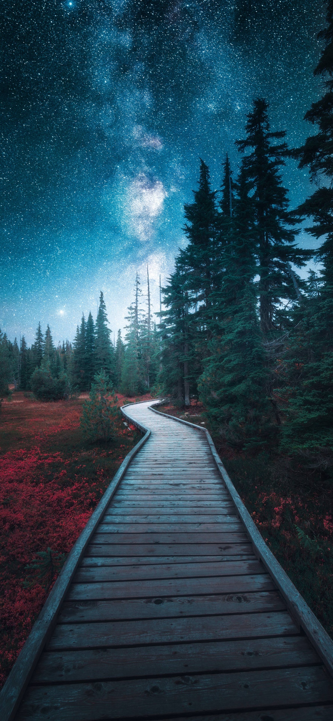 Обои природа, облако, растение, природный ландшафт, дерево в разрешении 1125x2436