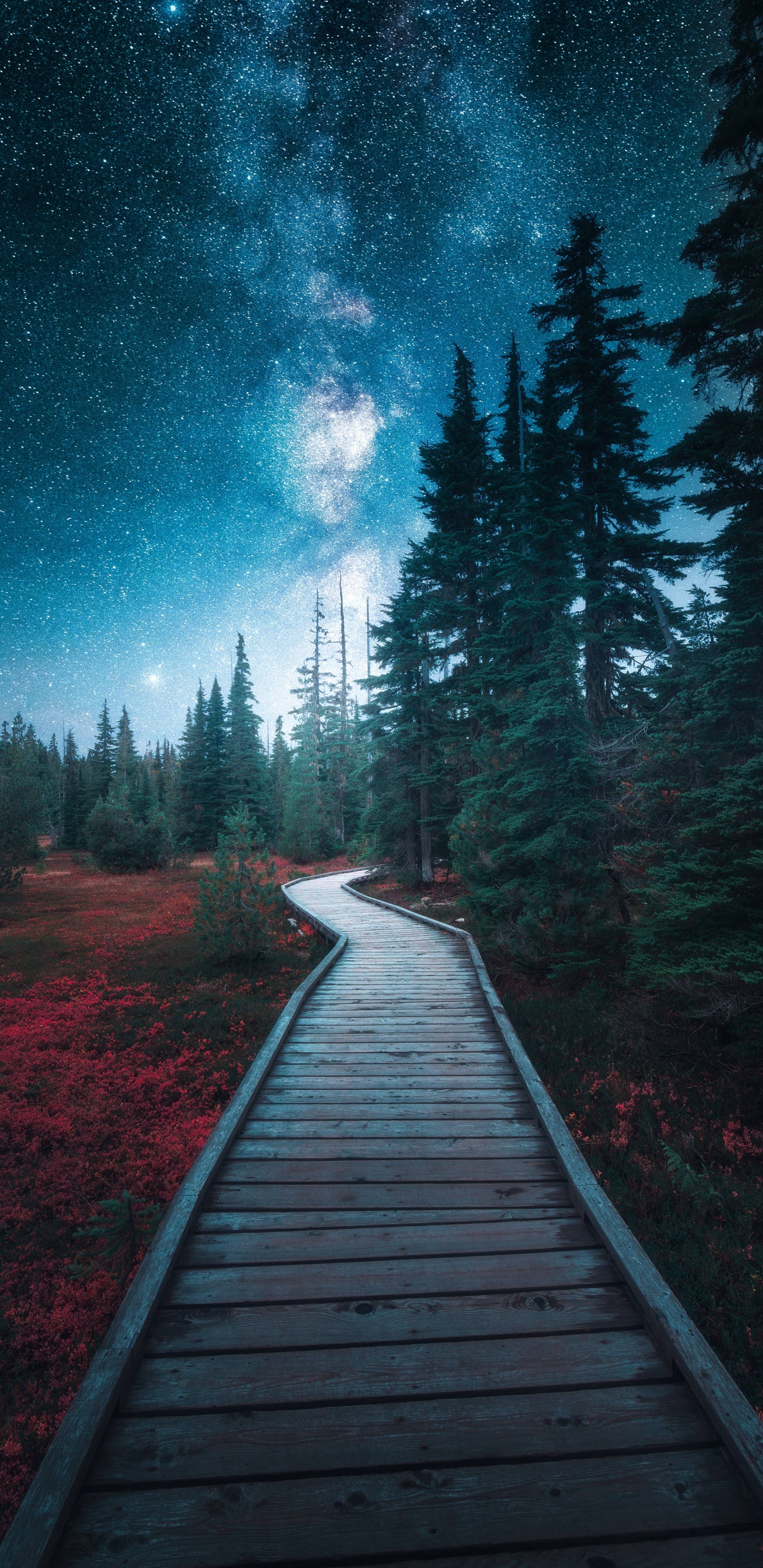 Обои природа, облако, растение, природный ландшафт, дерево в разрешении 1440x2960