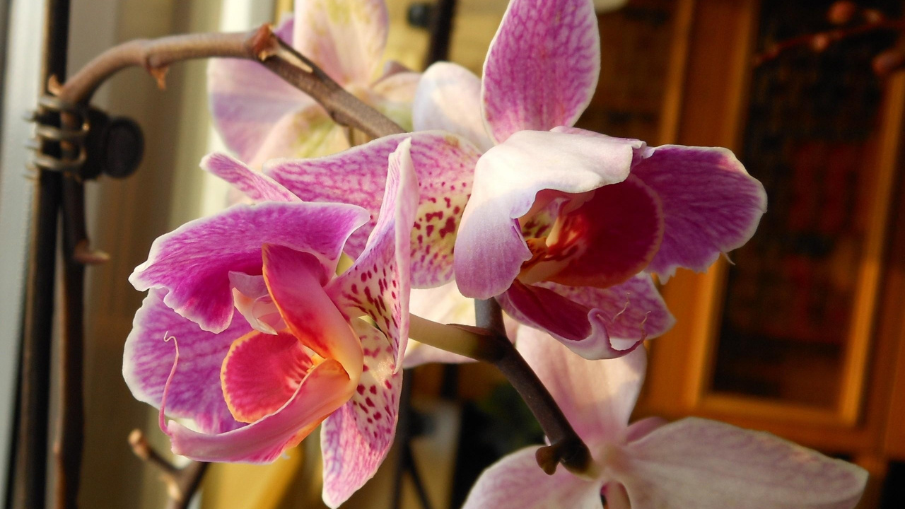Обои орхидея, цветковое растение, мотылек орхидея, лепесток, розовый в разрешении 1280x720