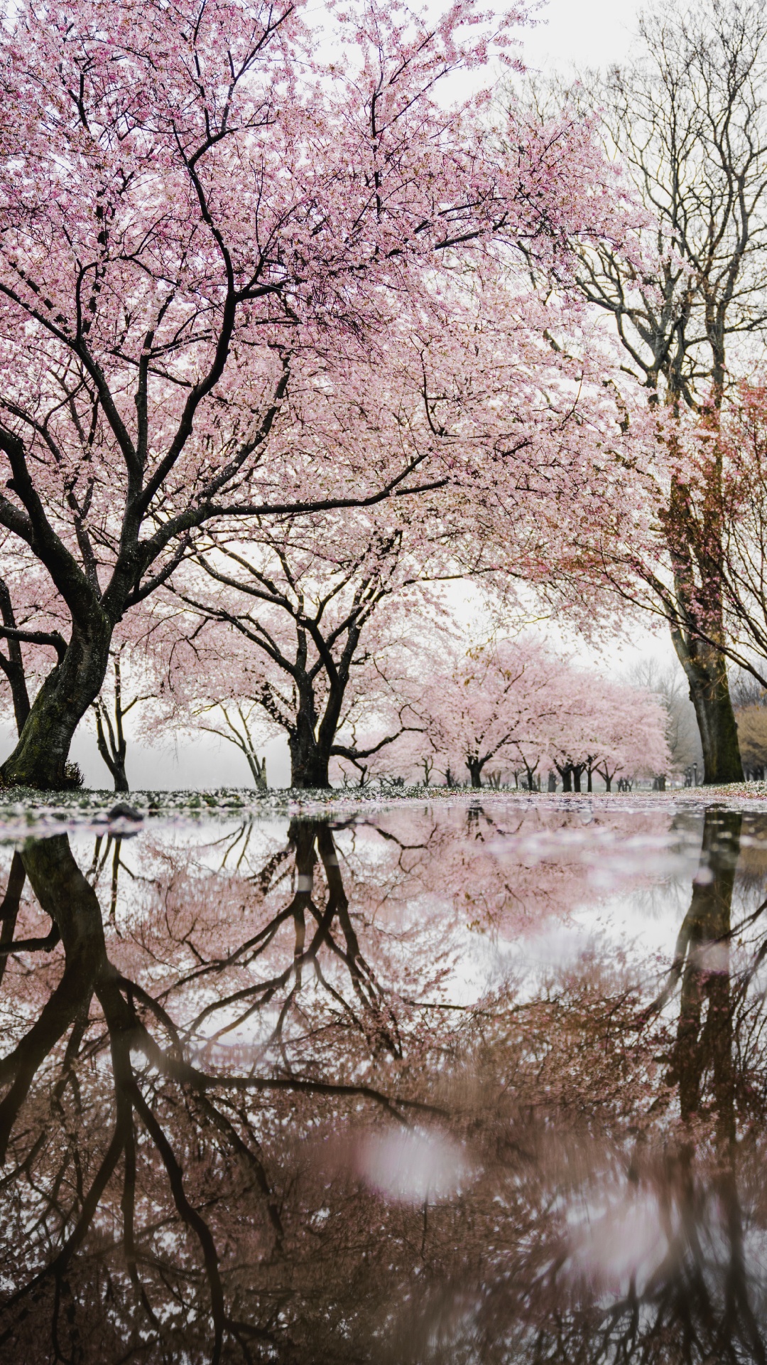 Обои Цветущая вишня у воды, цветение вишни, Национальный Фестиваль Цветения Сакуры, вода, цветок в разрешении 1080x1920