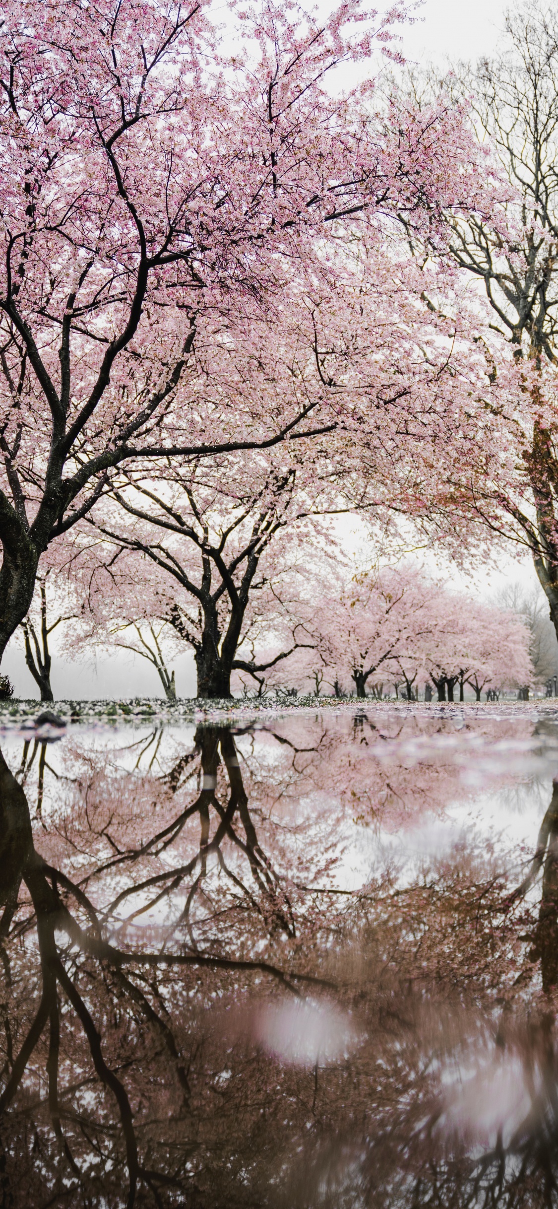 Обои Цветущая вишня у воды, цветение вишни, Национальный Фестиваль Цветения Сакуры, вода, цветок в разрешении 1125x2436