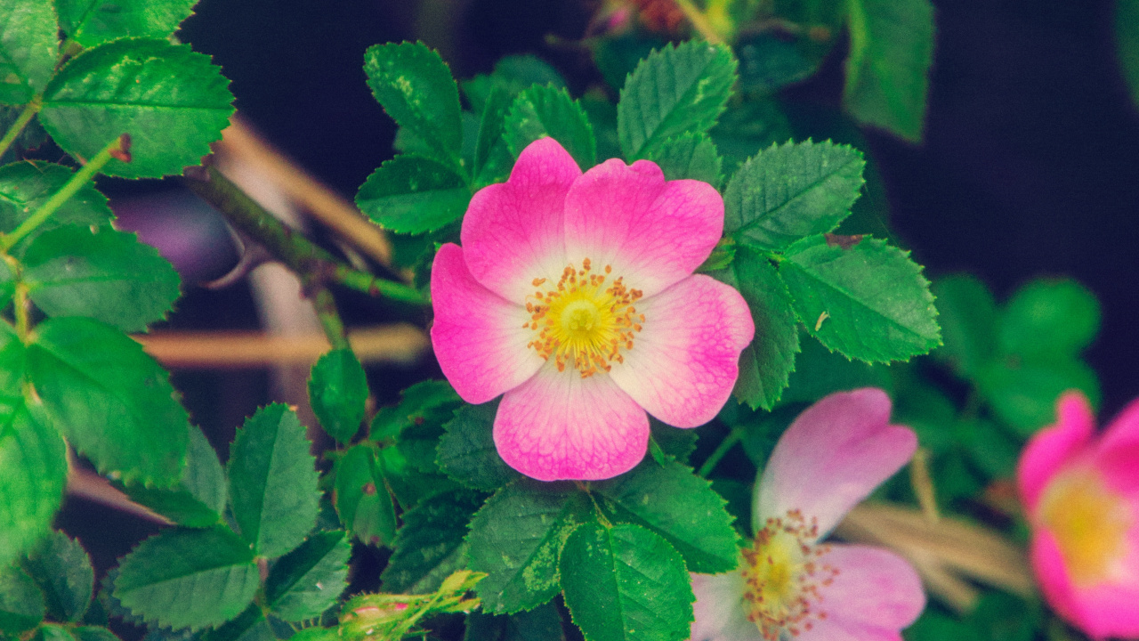 Обои цветок, цветковое растение, Лес Роуз, растение, Роза nutkana в разрешении 1280x720