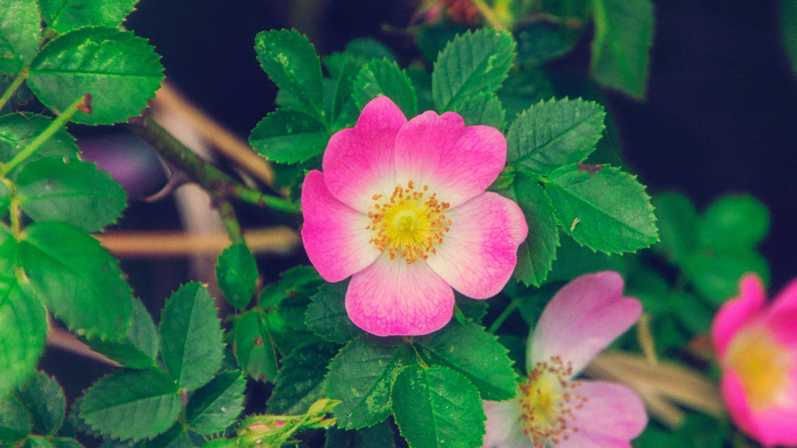 Обои цветок, цветковое растение, Лес Роуз, растение, Роза nutkana в разрешении 2560x1440