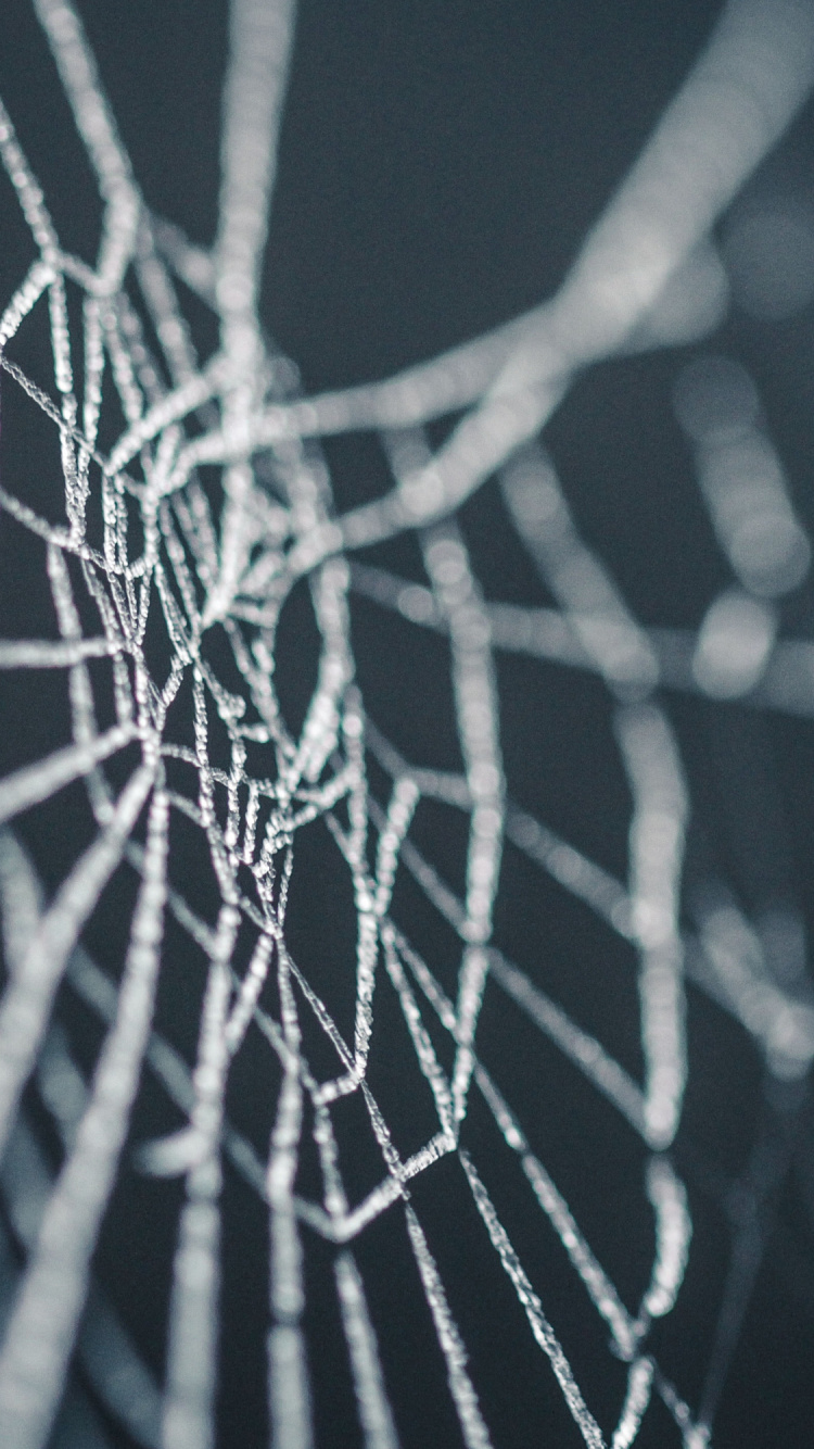 Обои Хэллоуин, паук, паутина, природа, растительность в разрешении 750x1334