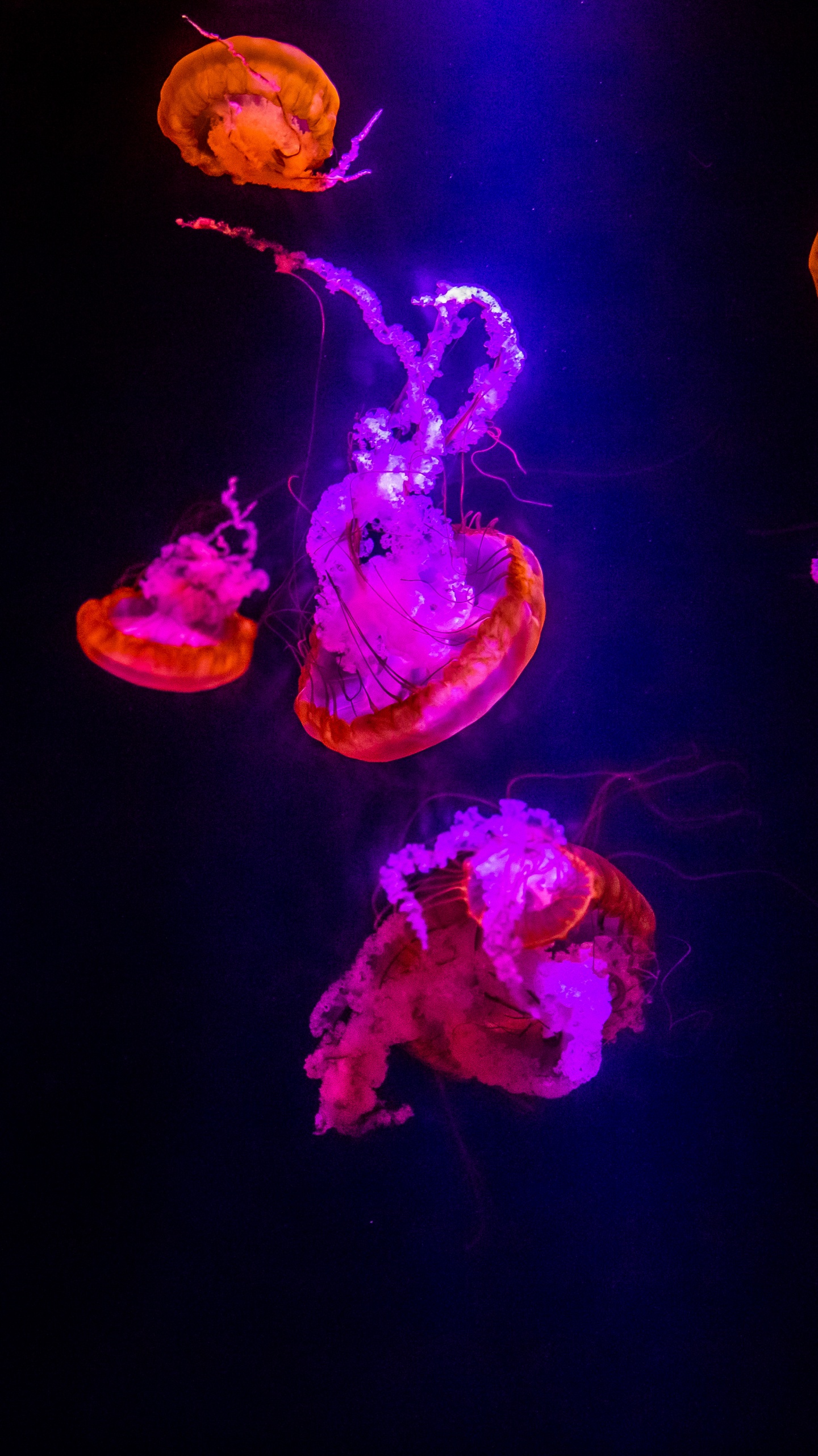 Обои пурпур, свет, Медуза, развлечение, растение в разрешении 1440x2560