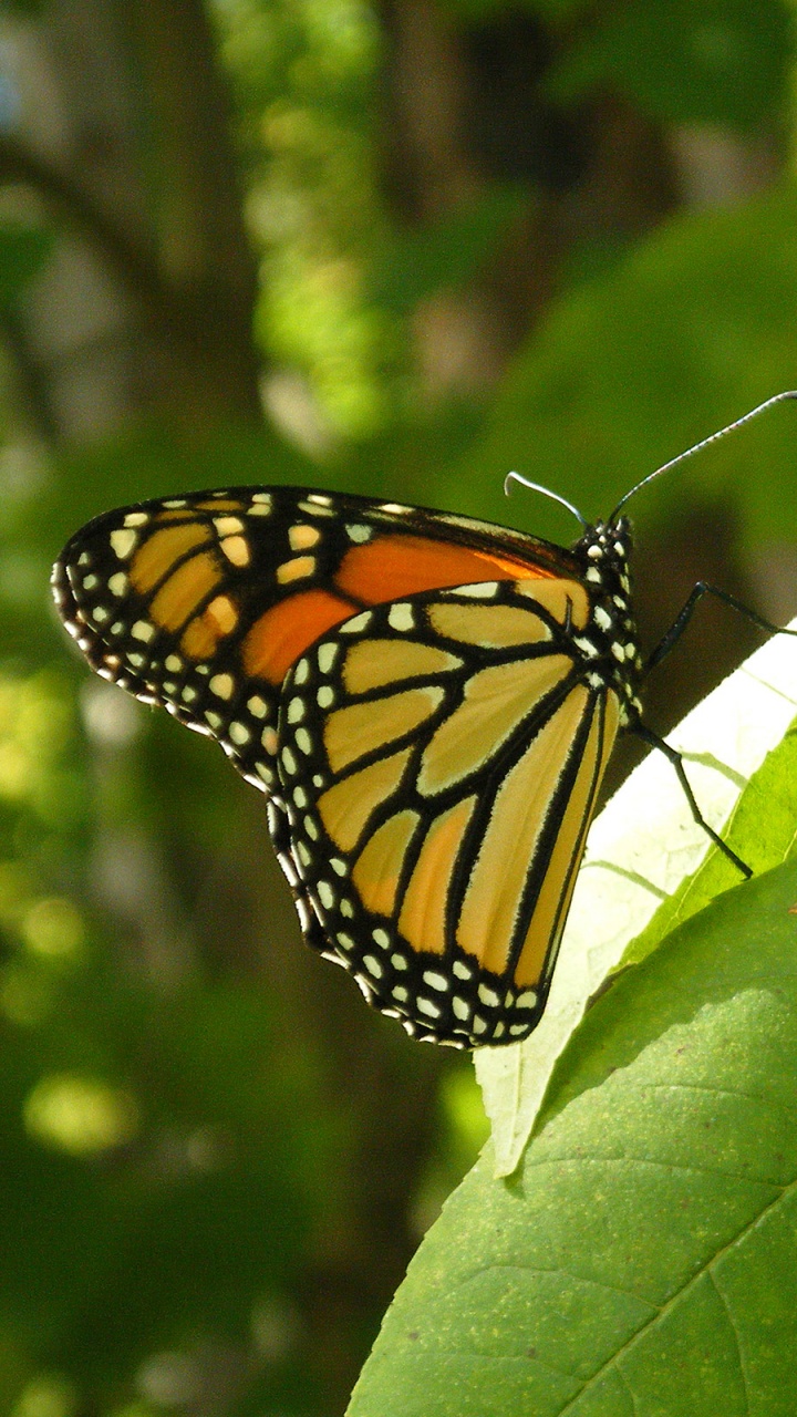 Обои бабочкамонарх, белянок, мотыльки и бабочки, бабочка, насекомое в разрешении 720x1280