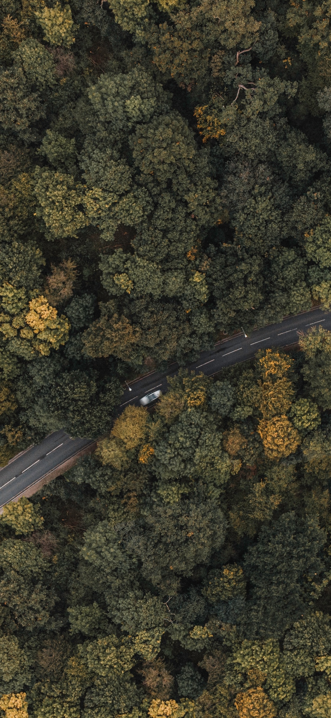 Обои Лондон, Сузуки ДР-Z400, бумага, металл, растение в разрешении 1125x2436