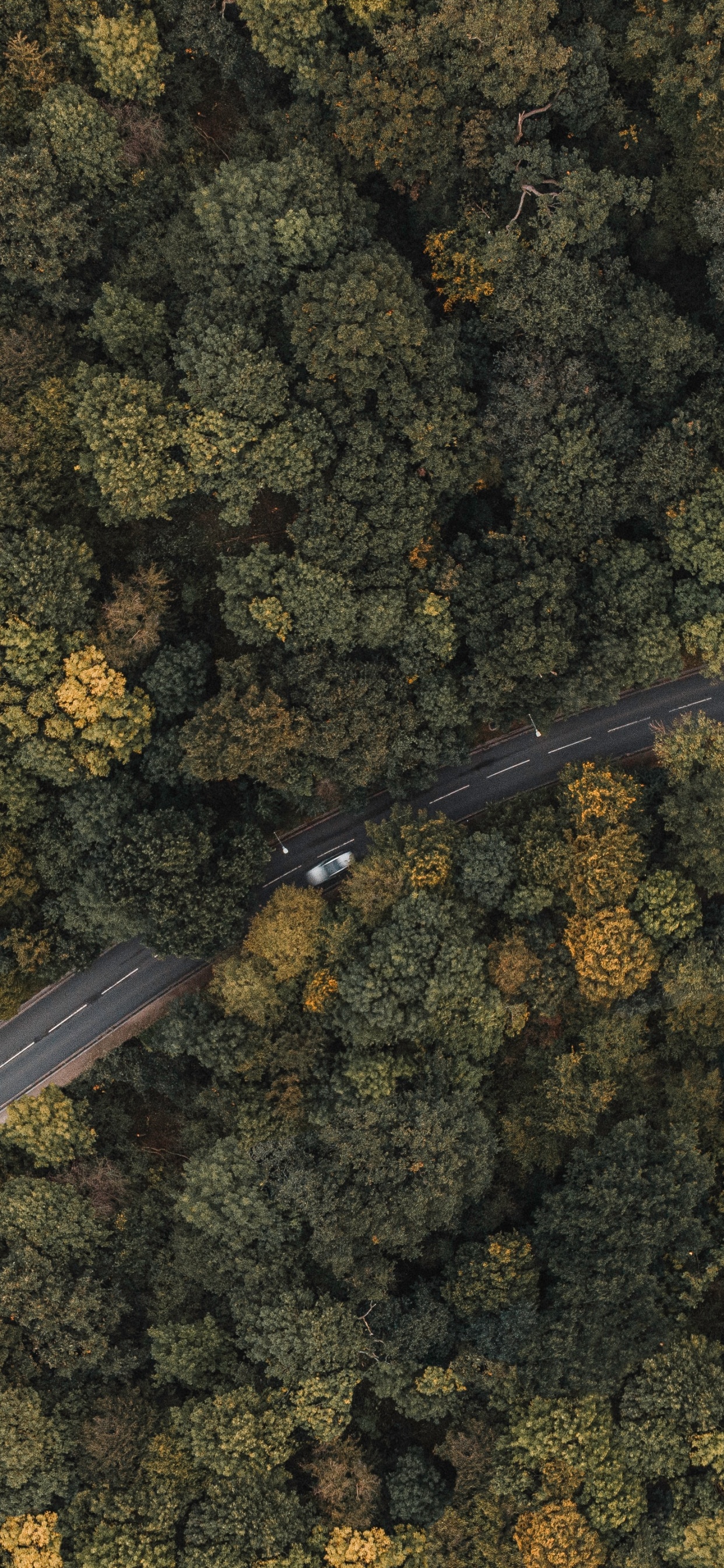 Обои Лондон, Сузуки ДР-Z400, бумага, металл, растение в разрешении 1242x2688