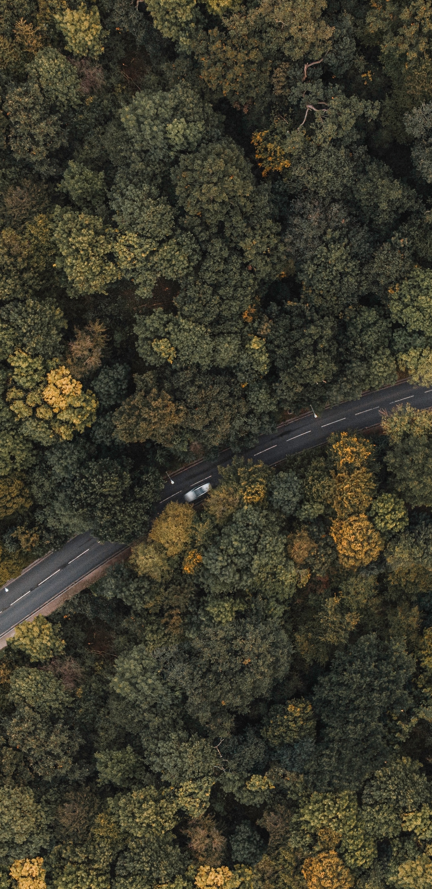 Обои Лондон, Сузуки ДР-Z400, бумага, металл, растение в разрешении 1440x2960