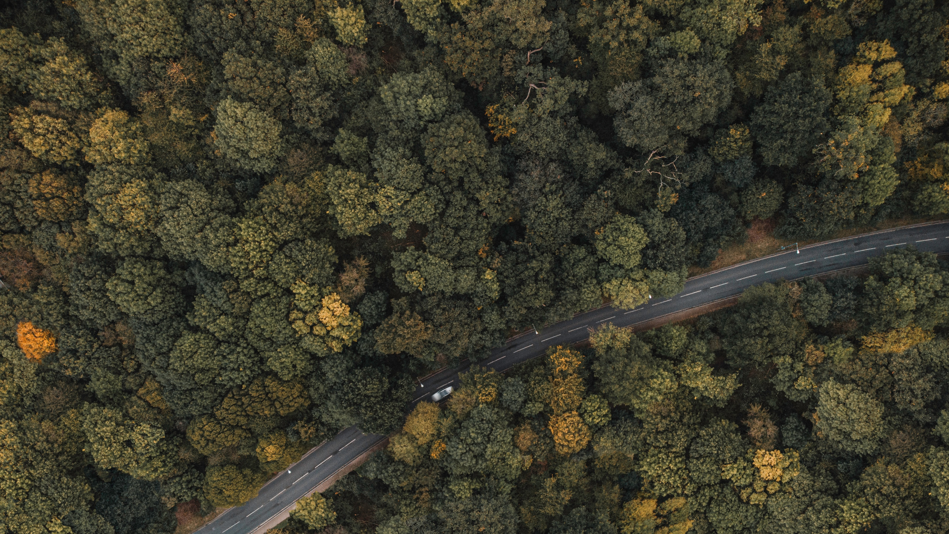 Обои Лондон, Сузуки ДР-Z400, бумага, металл, растение в разрешении 1920x1080