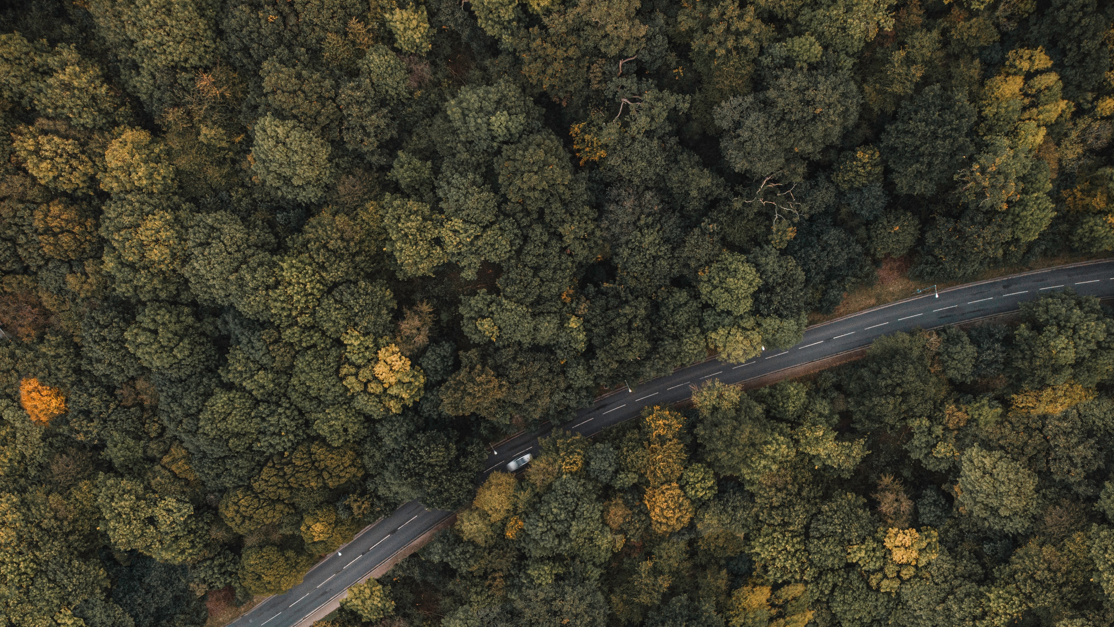 Обои Лондон, Сузуки ДР-Z400, бумага, металл, растение в разрешении 3840x2160