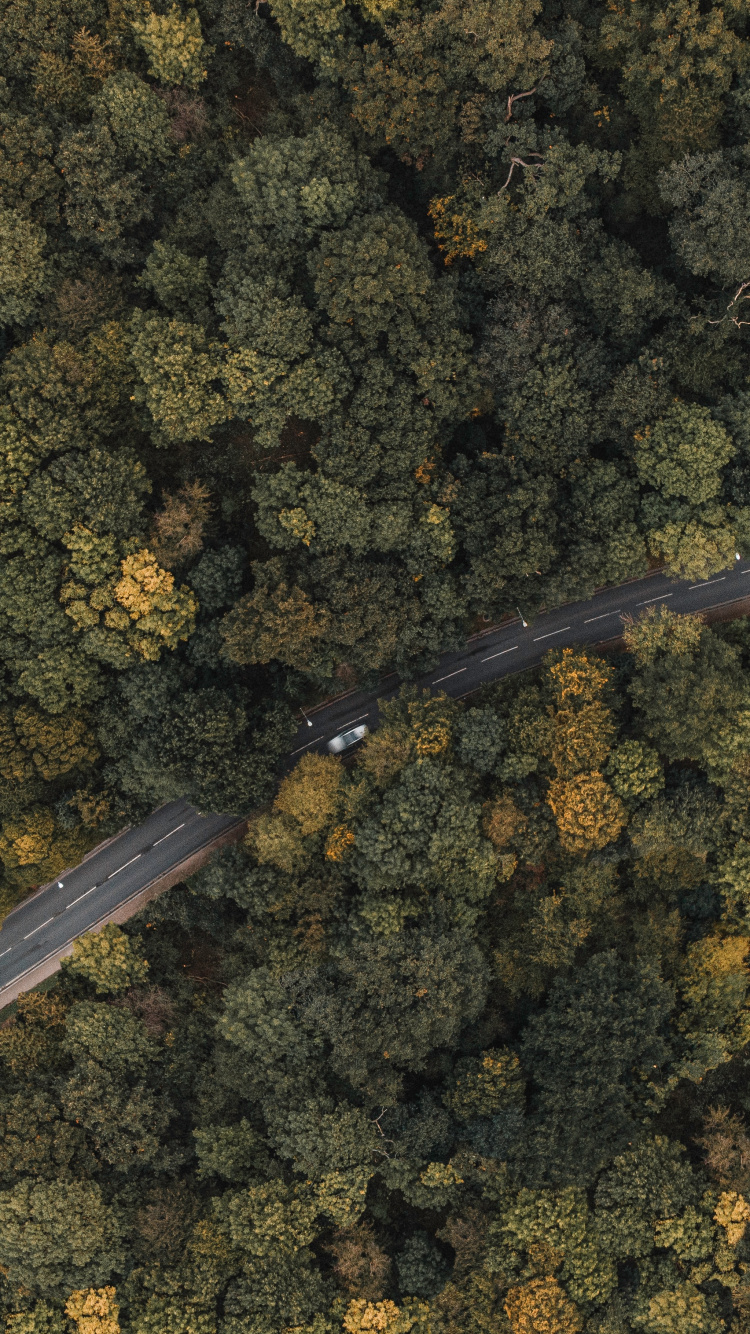 Обои Лондон, Сузуки ДР-Z400, бумага, металл, растение в разрешении 750x1334