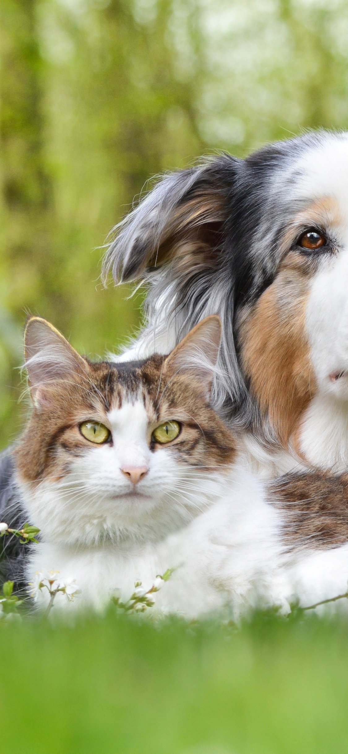 Обои щенок, собака породы, пес, Австралийская овчарка, собака компаньон в разрешении 1125x2436