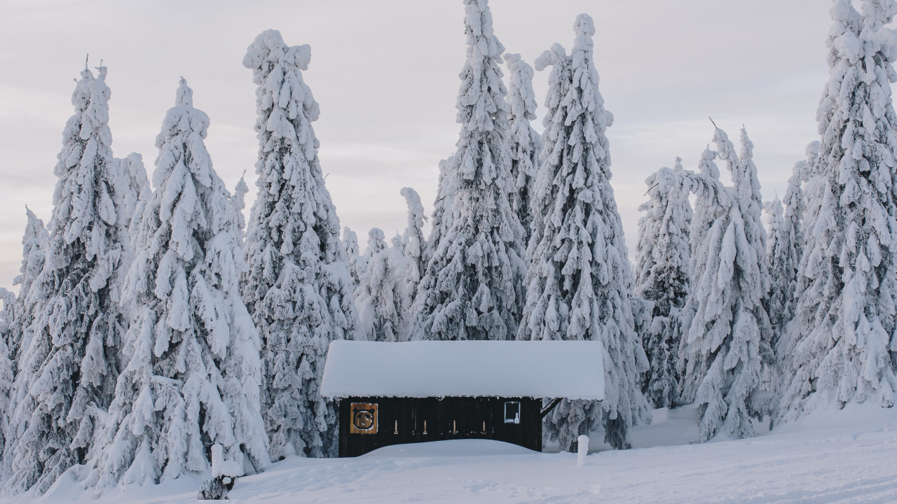 Обои снег, зима, здание, растение, окно в разрешении 1280x720