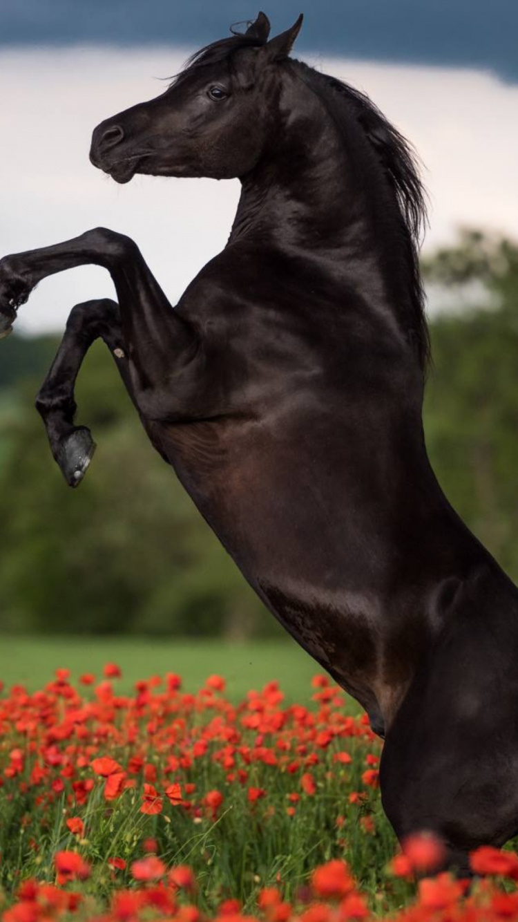 Обои жеребец, конь, Мустанг лошадь, луг, растение в разрешении 750x1334