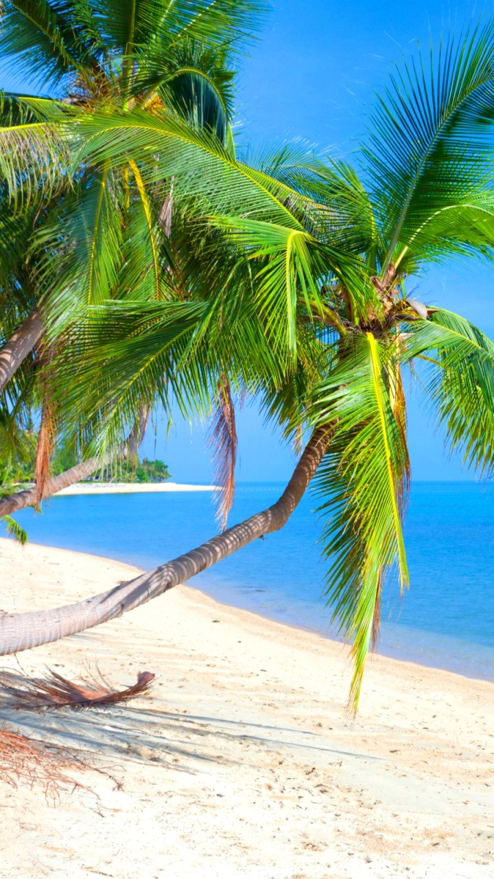 Обои пляж, Карибский бассейн, тропическая зона, Пальма, отпуск в разрешении 720x1280