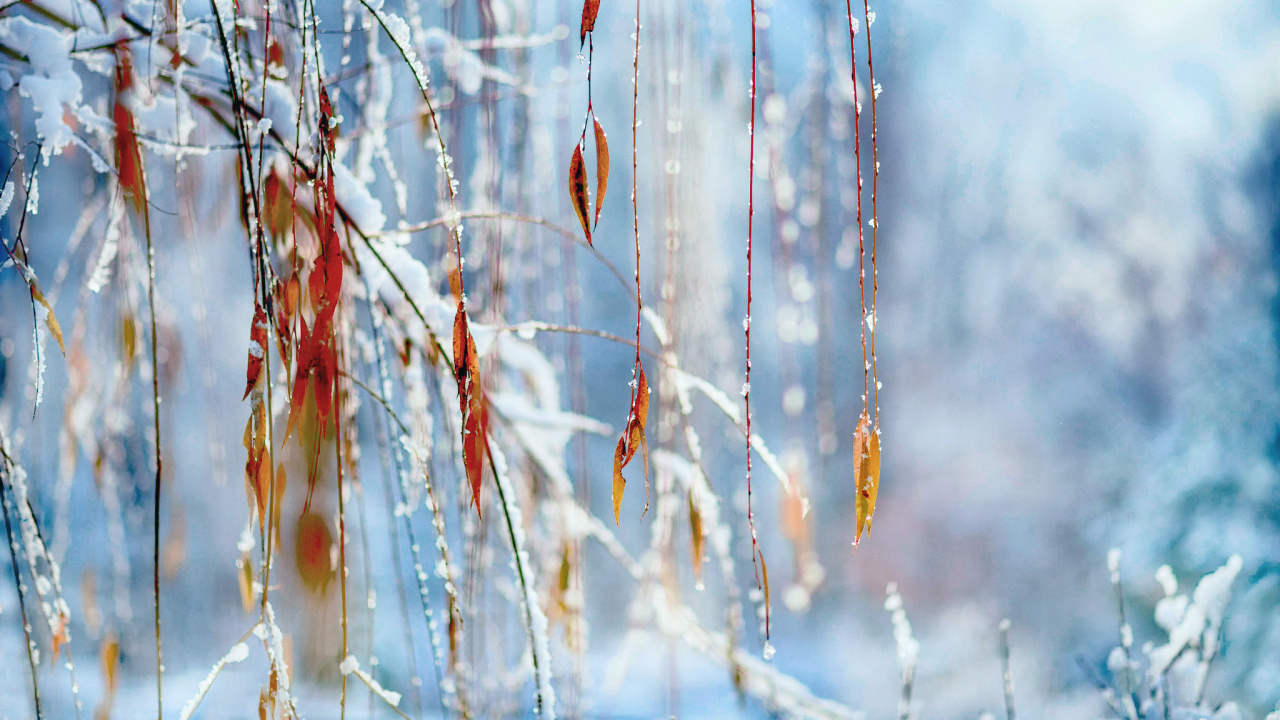 Обои прут, ветвь, вода, замораживание, зима в разрешении 1280x720